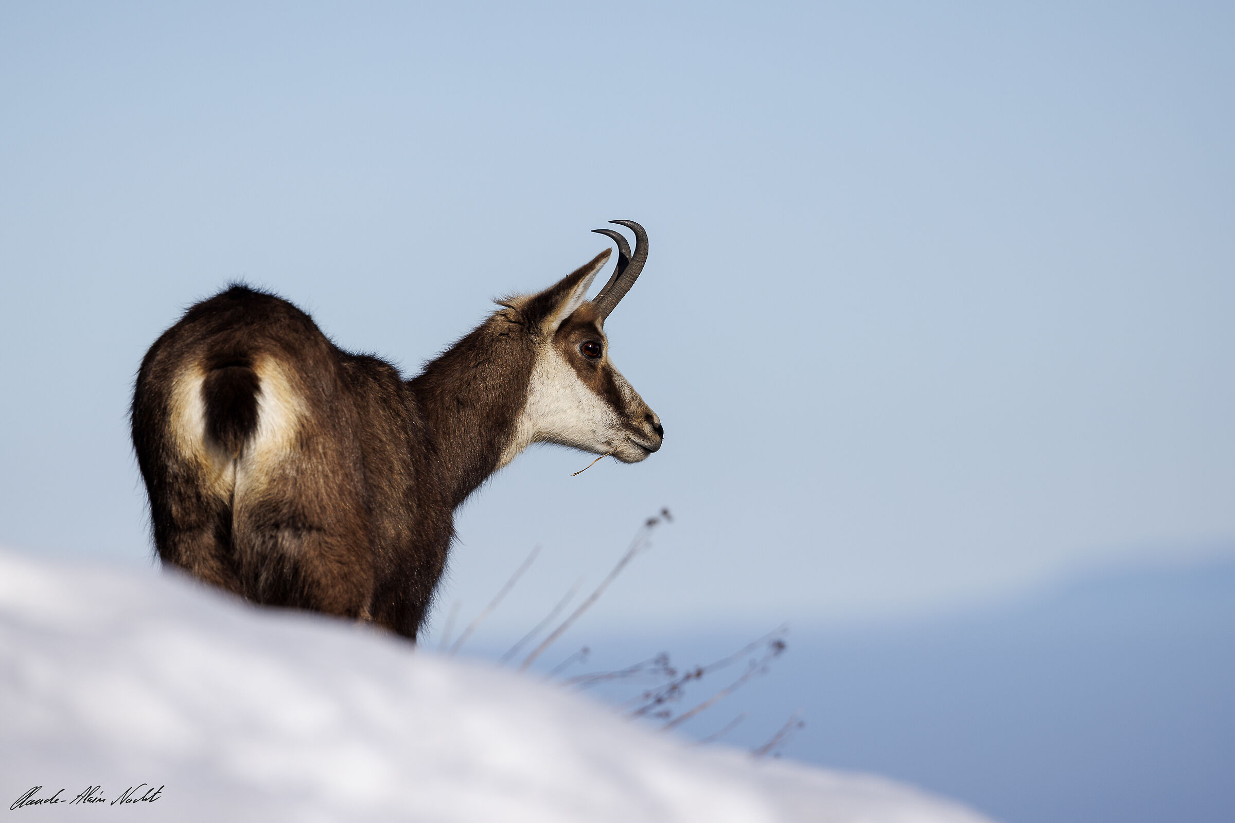 Chamois on the ridge