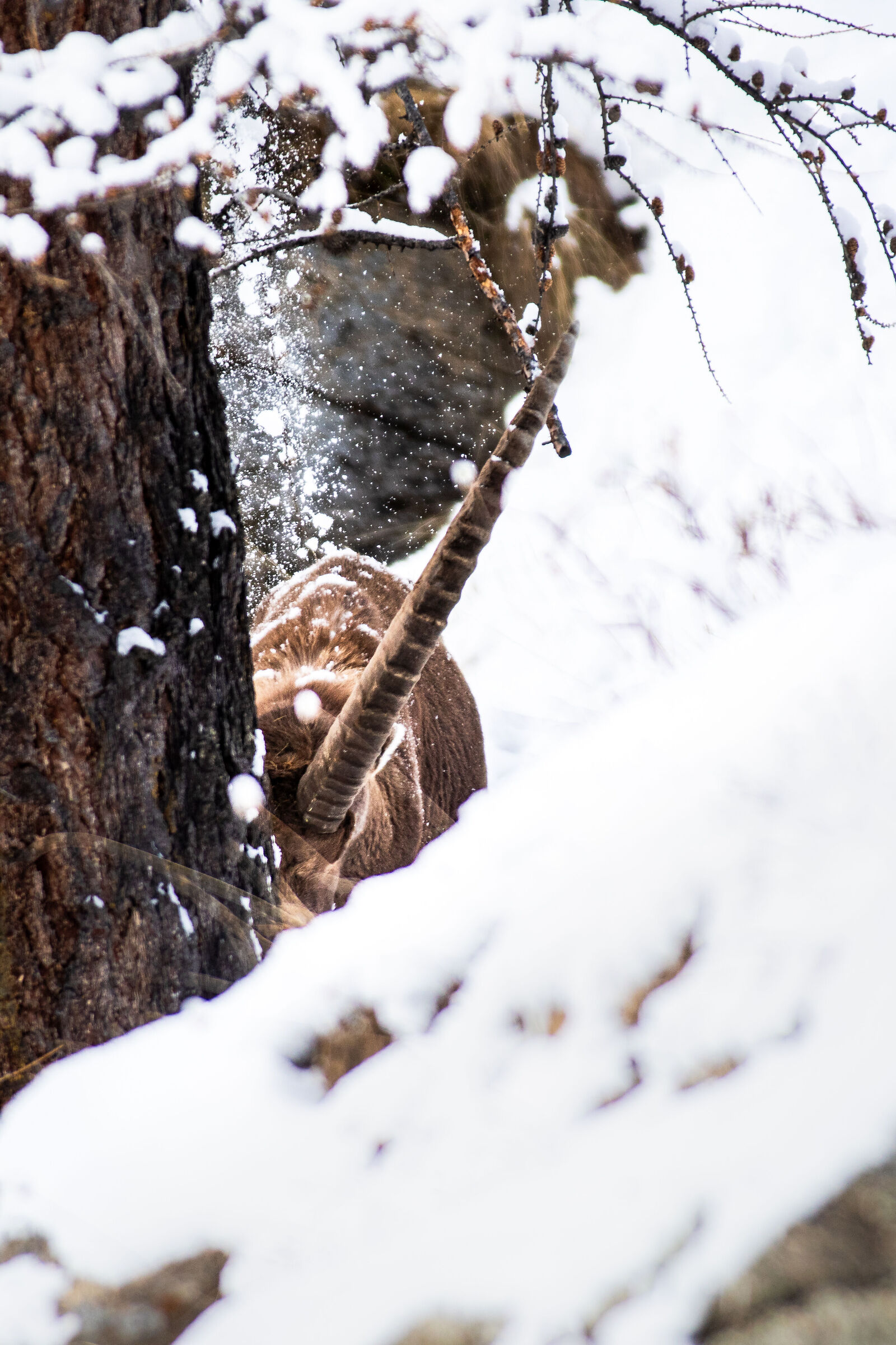 Con quelle corna non passi sotto gli alberi Vol.2