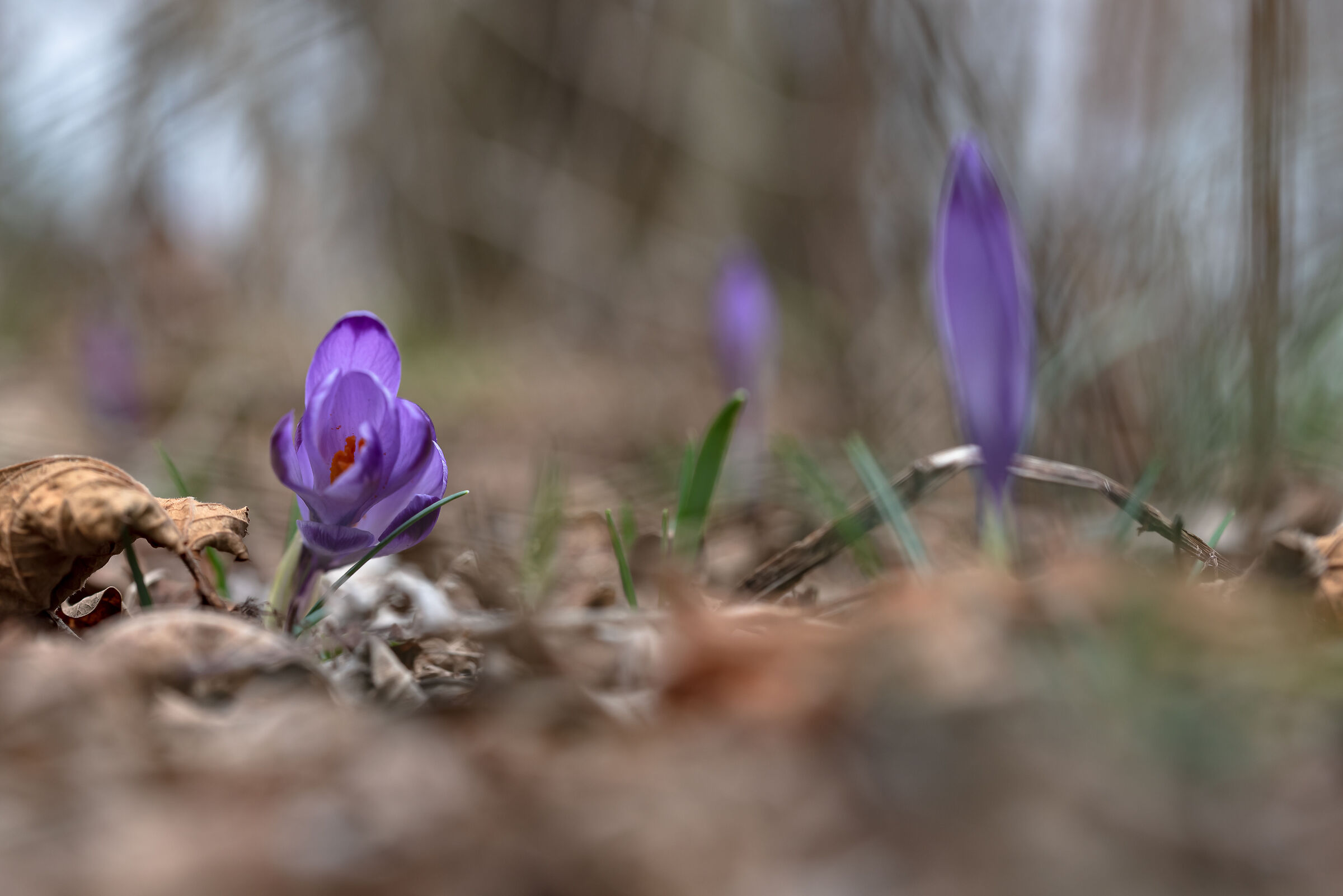 Crocus
