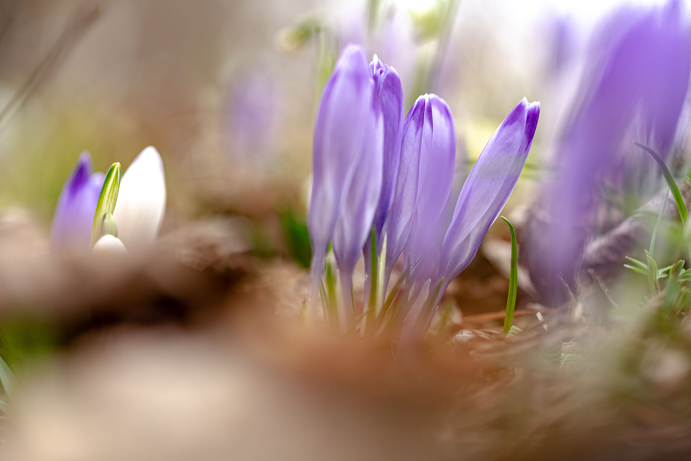 undergrowth