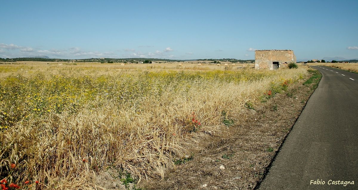 Rudere between the grain