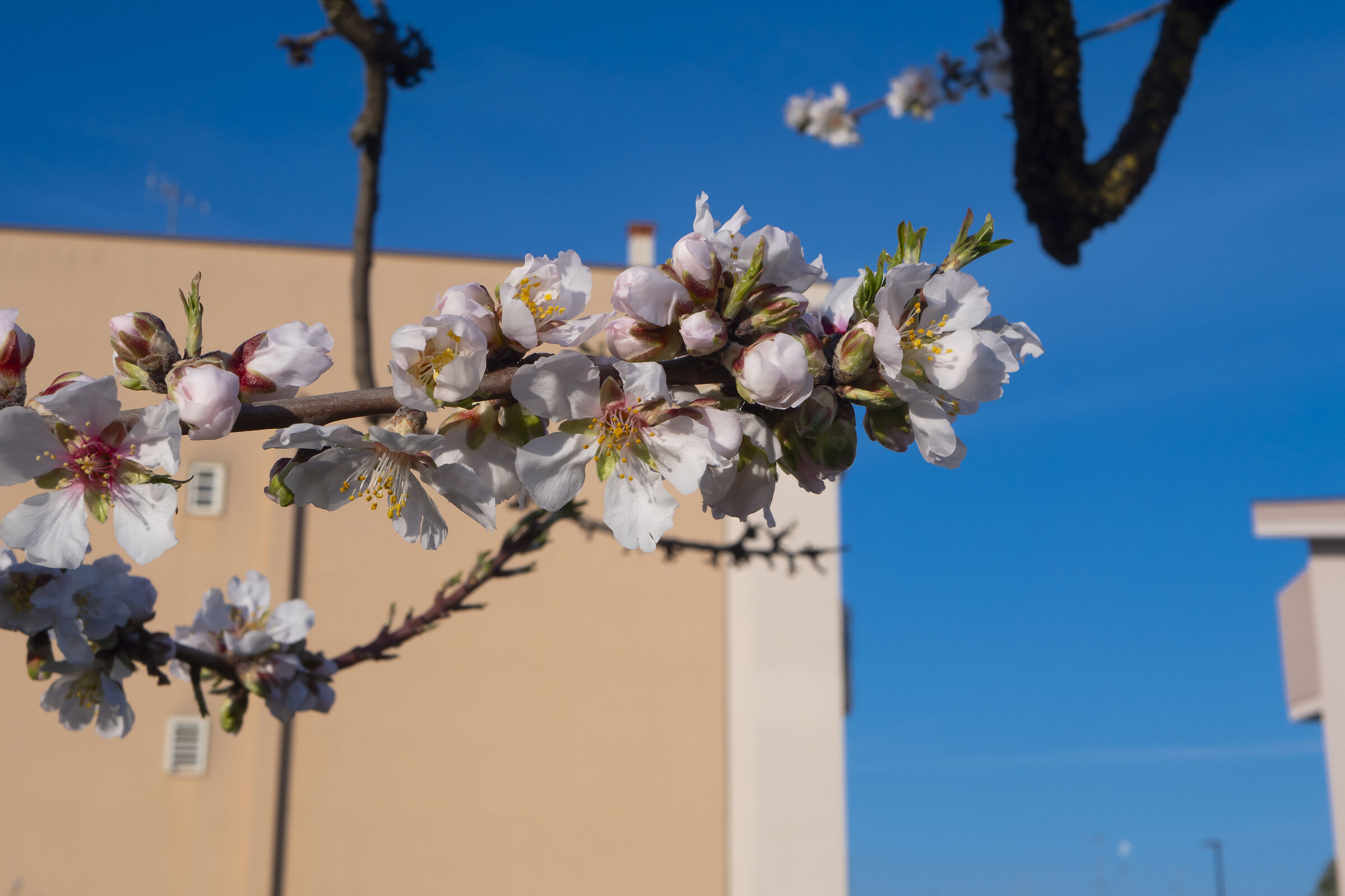 ALMOND TREES IN BLOOM