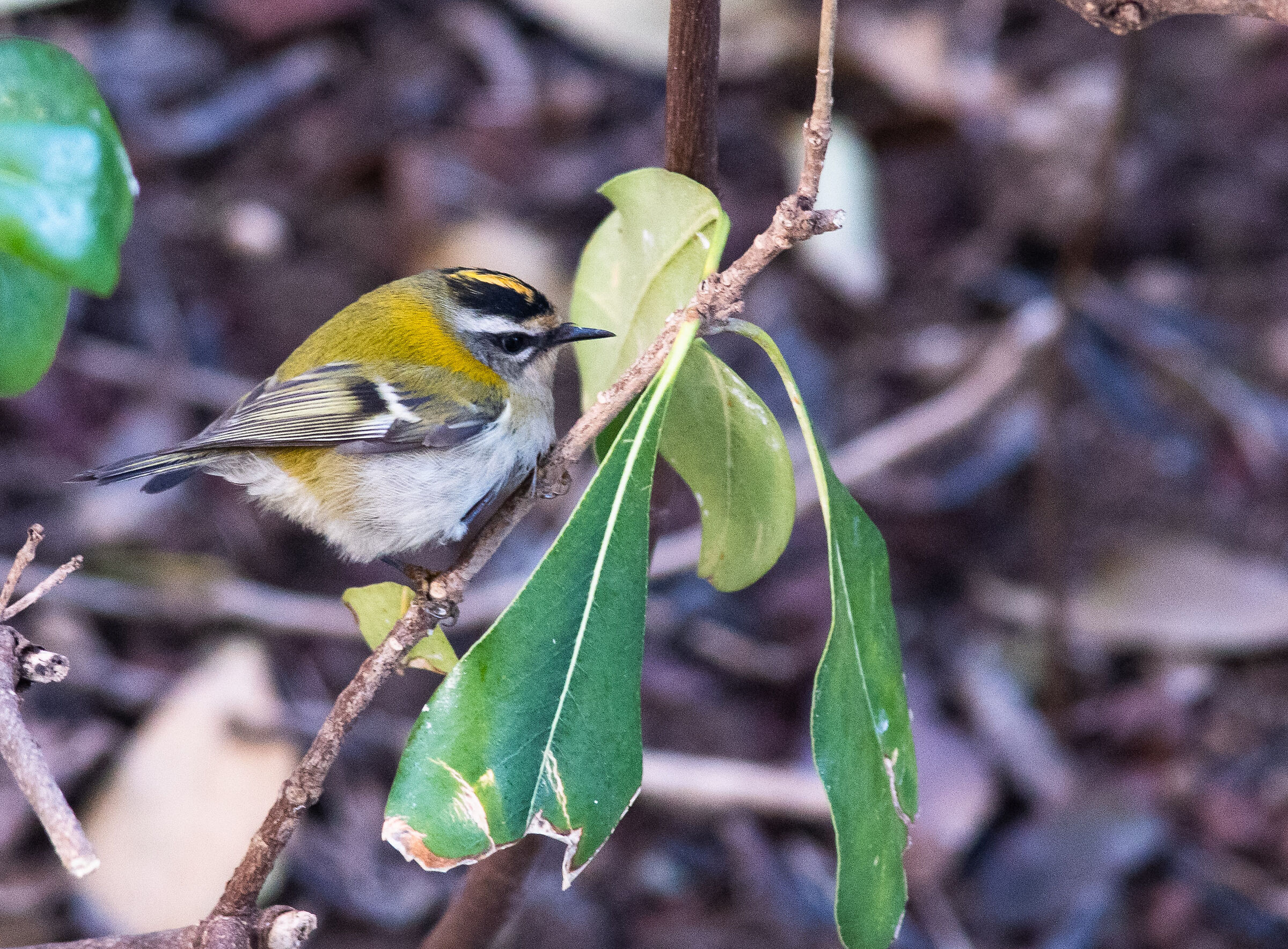 Firecrest