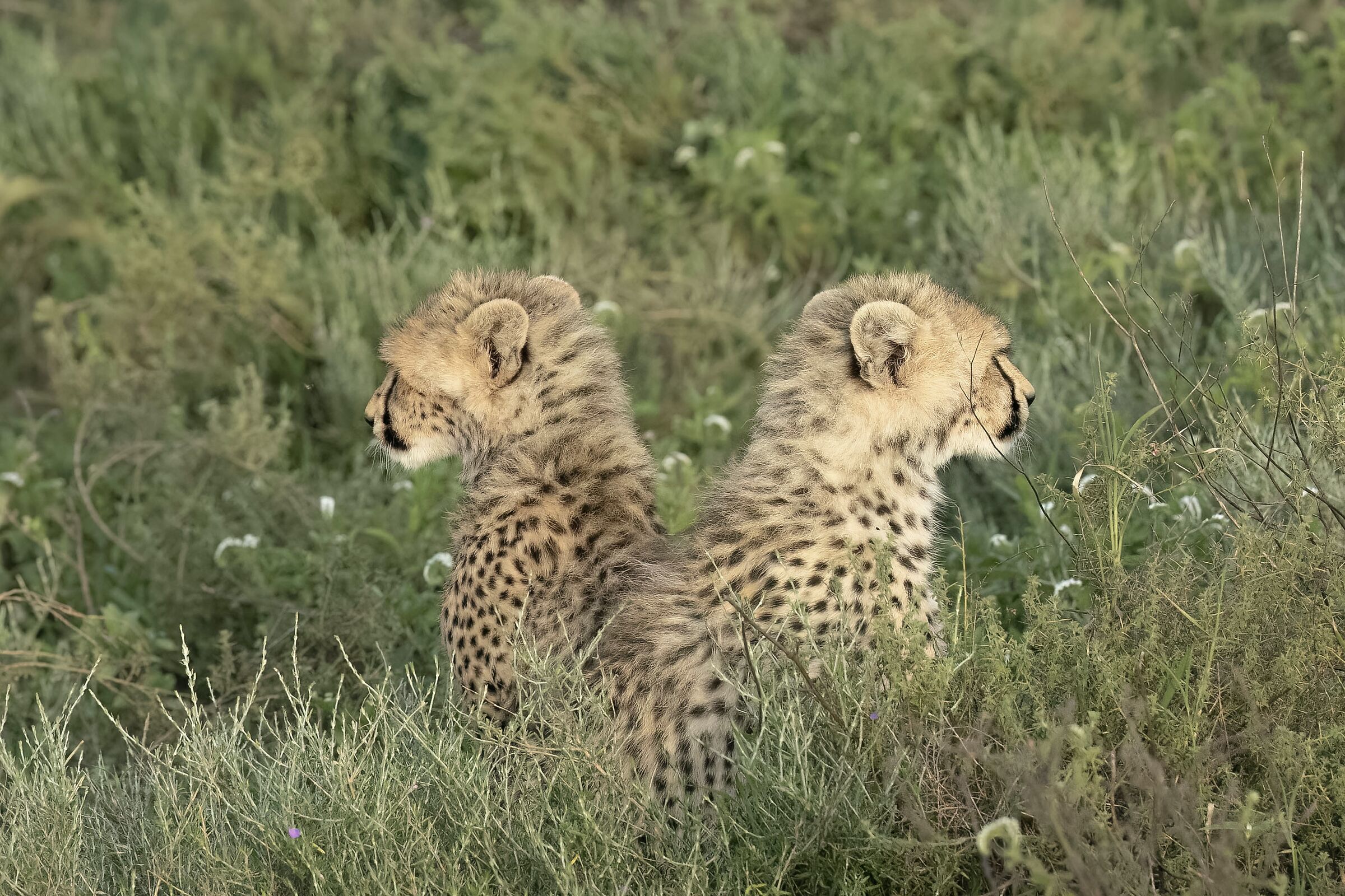 Controllo del territorio