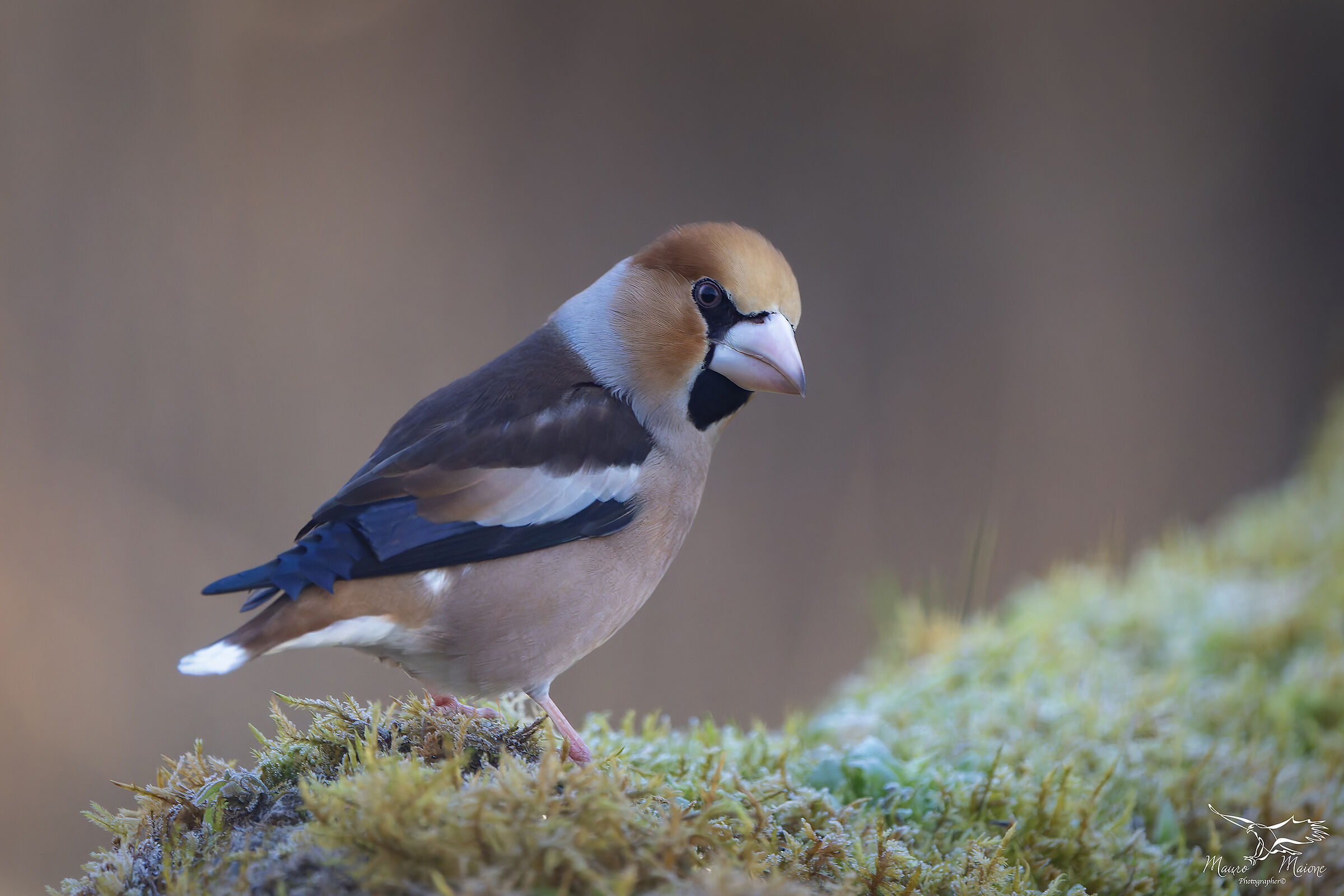 nella brinata mattutina