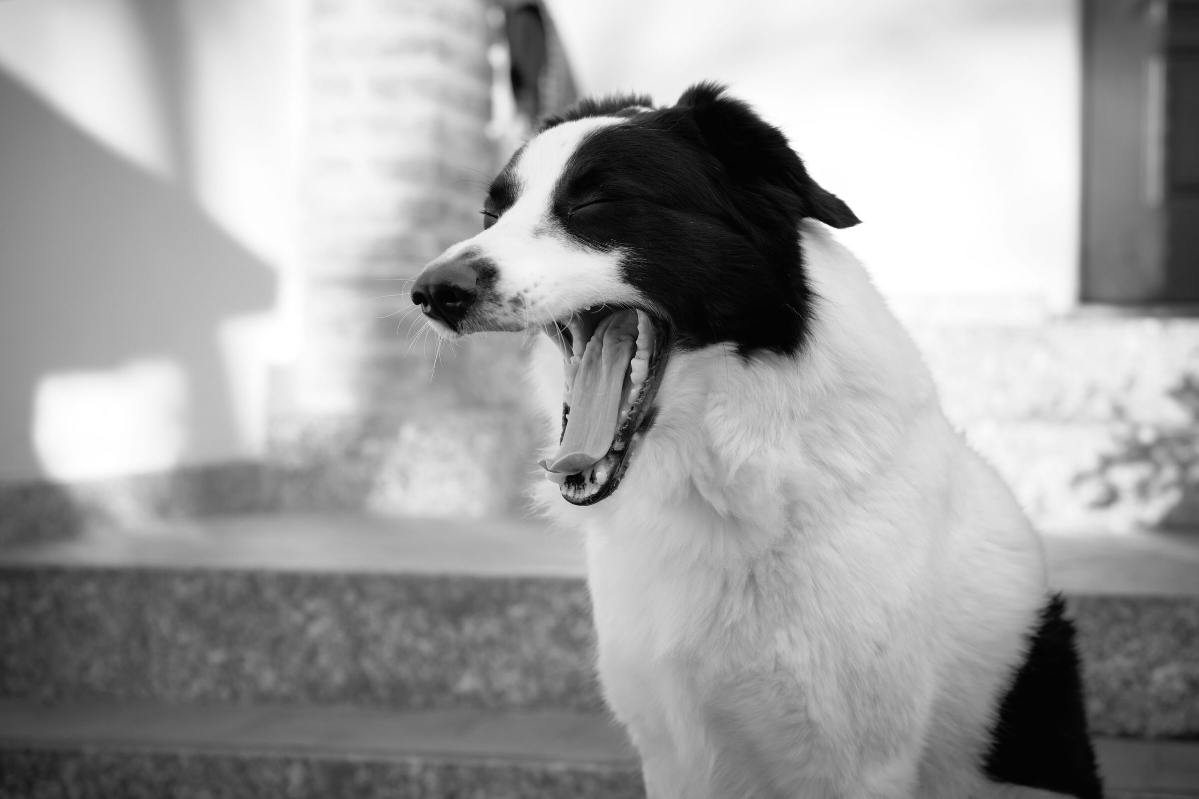 Il ruggito del leone  ...quando ha sonno