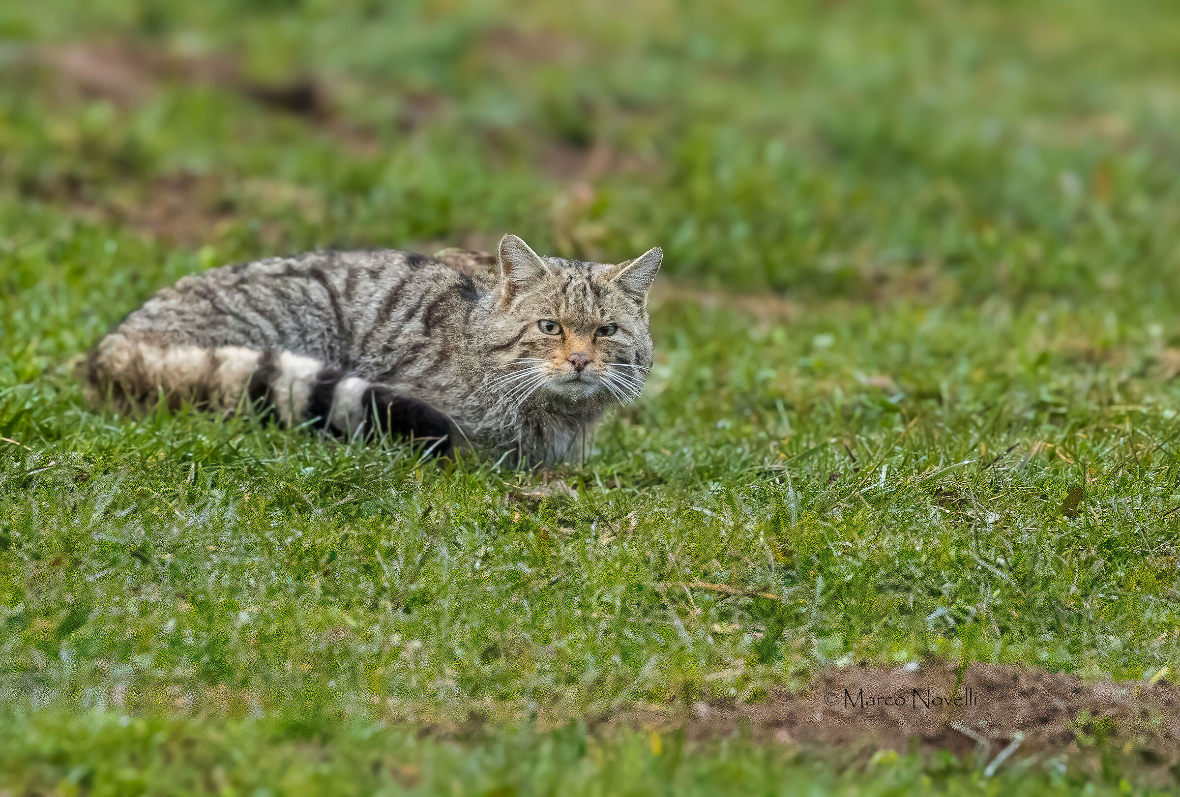 Gatto selvatico (Felis Sivestris silvestris)
