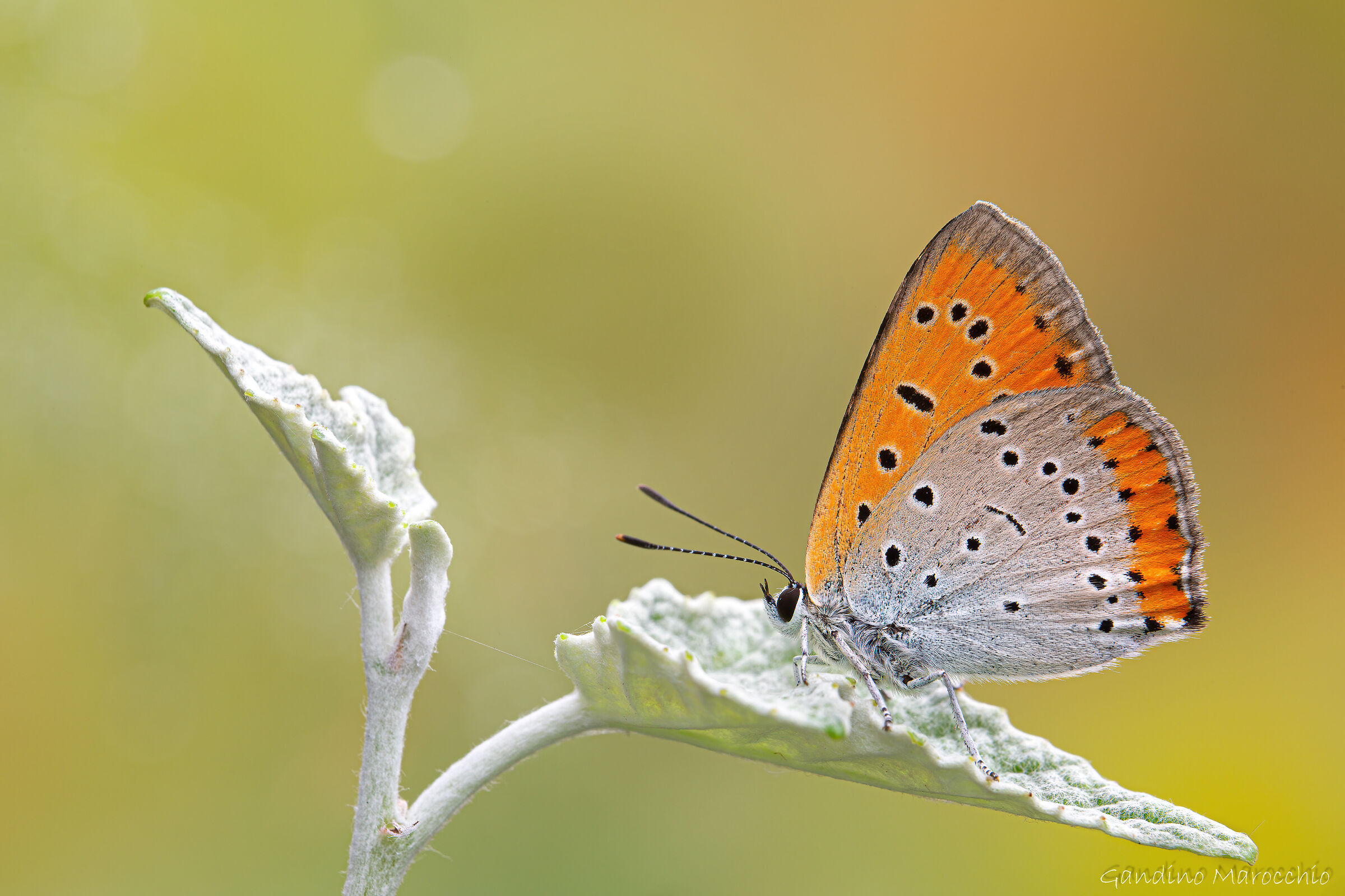 Lycaena Dispar