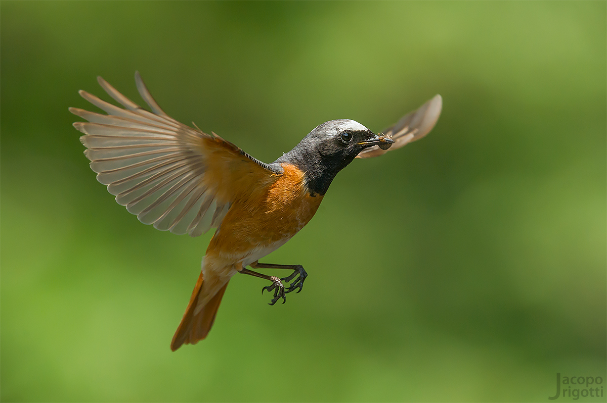 Redstart male