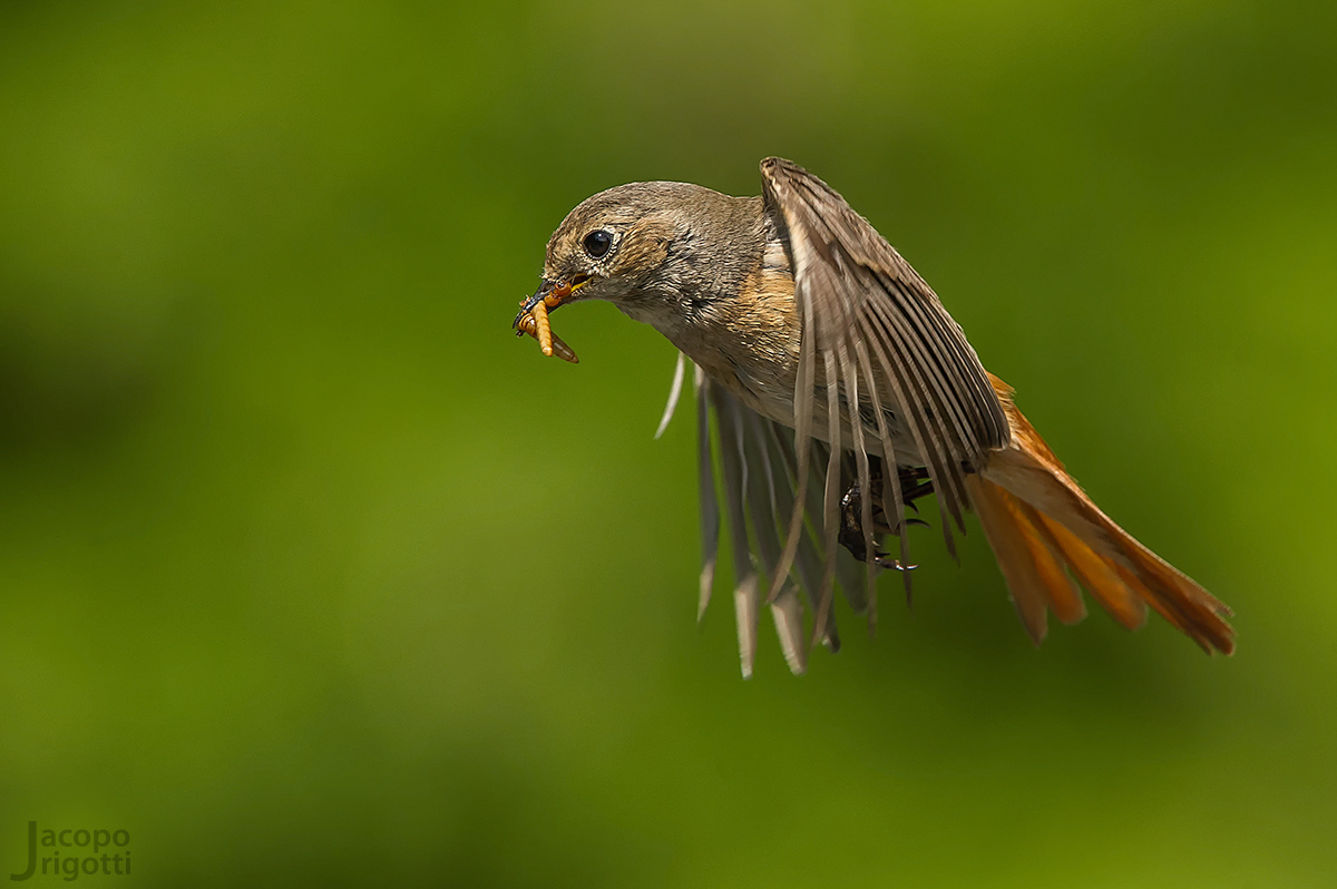 Redstart female