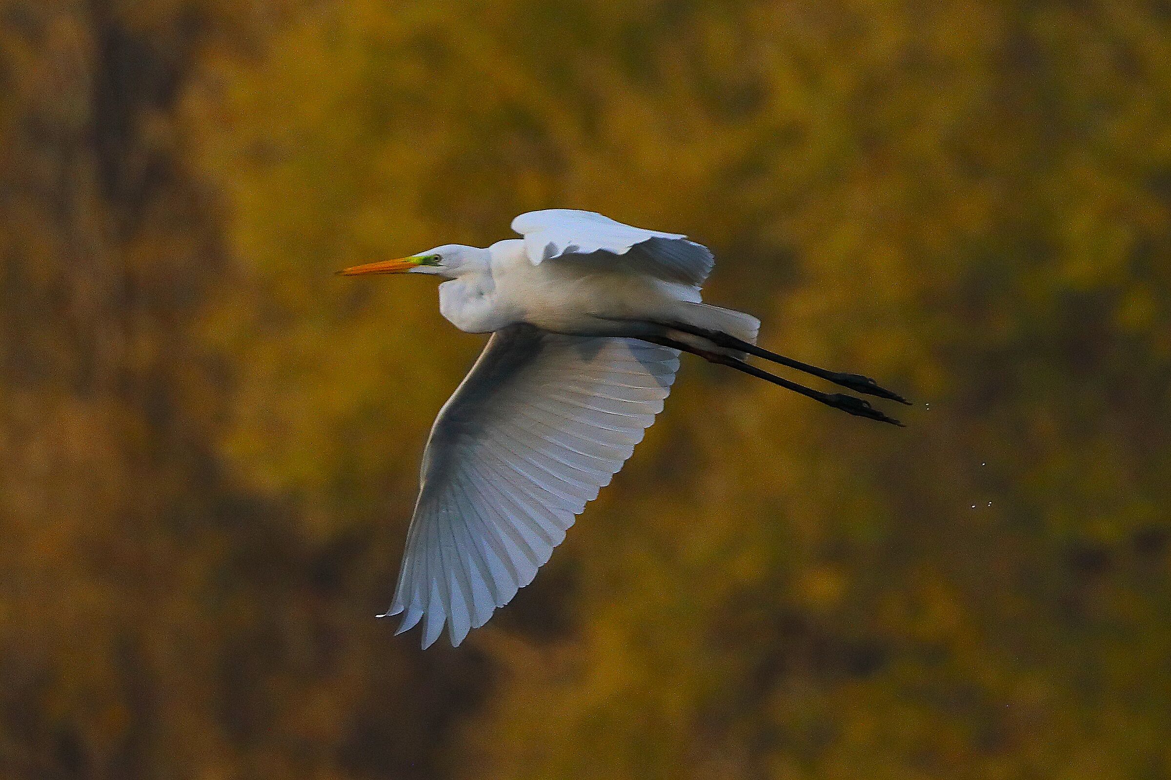 Airone BM 09 novembre 2024 - 0224