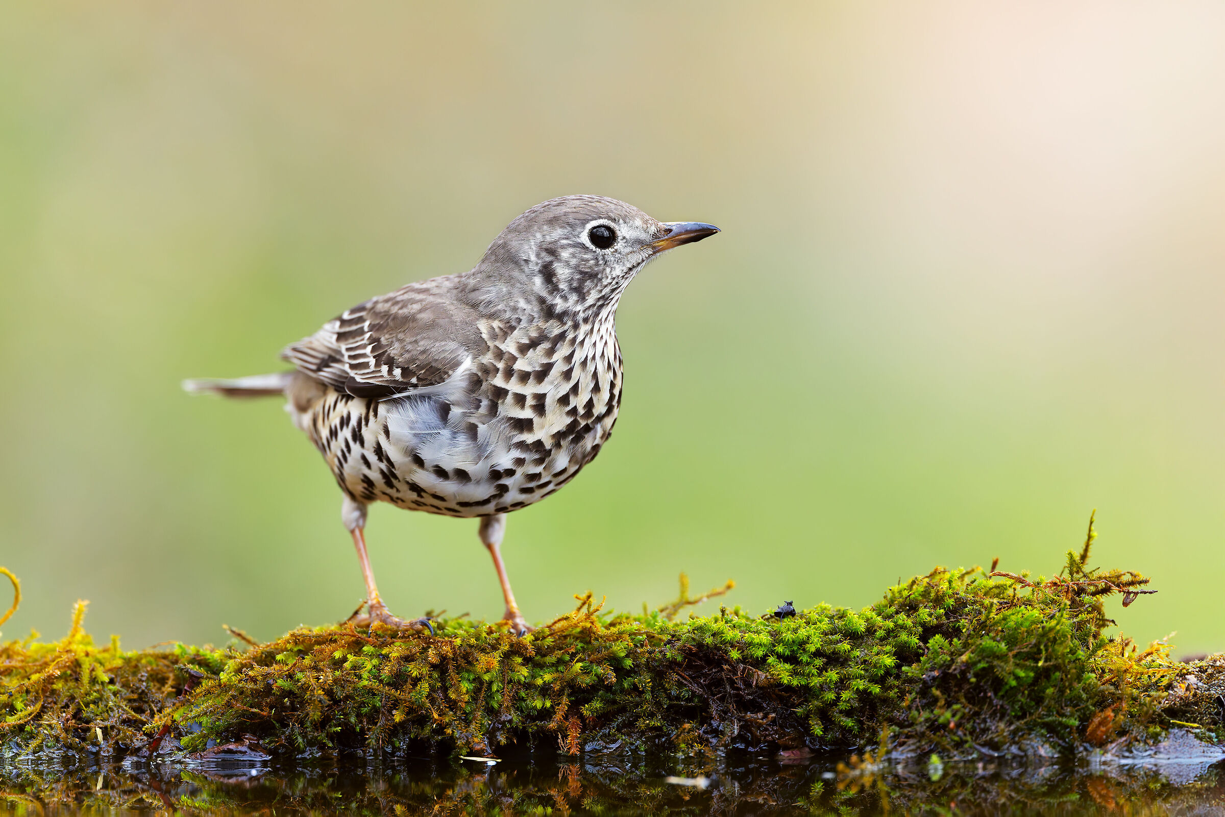 MISTLE THRUSH