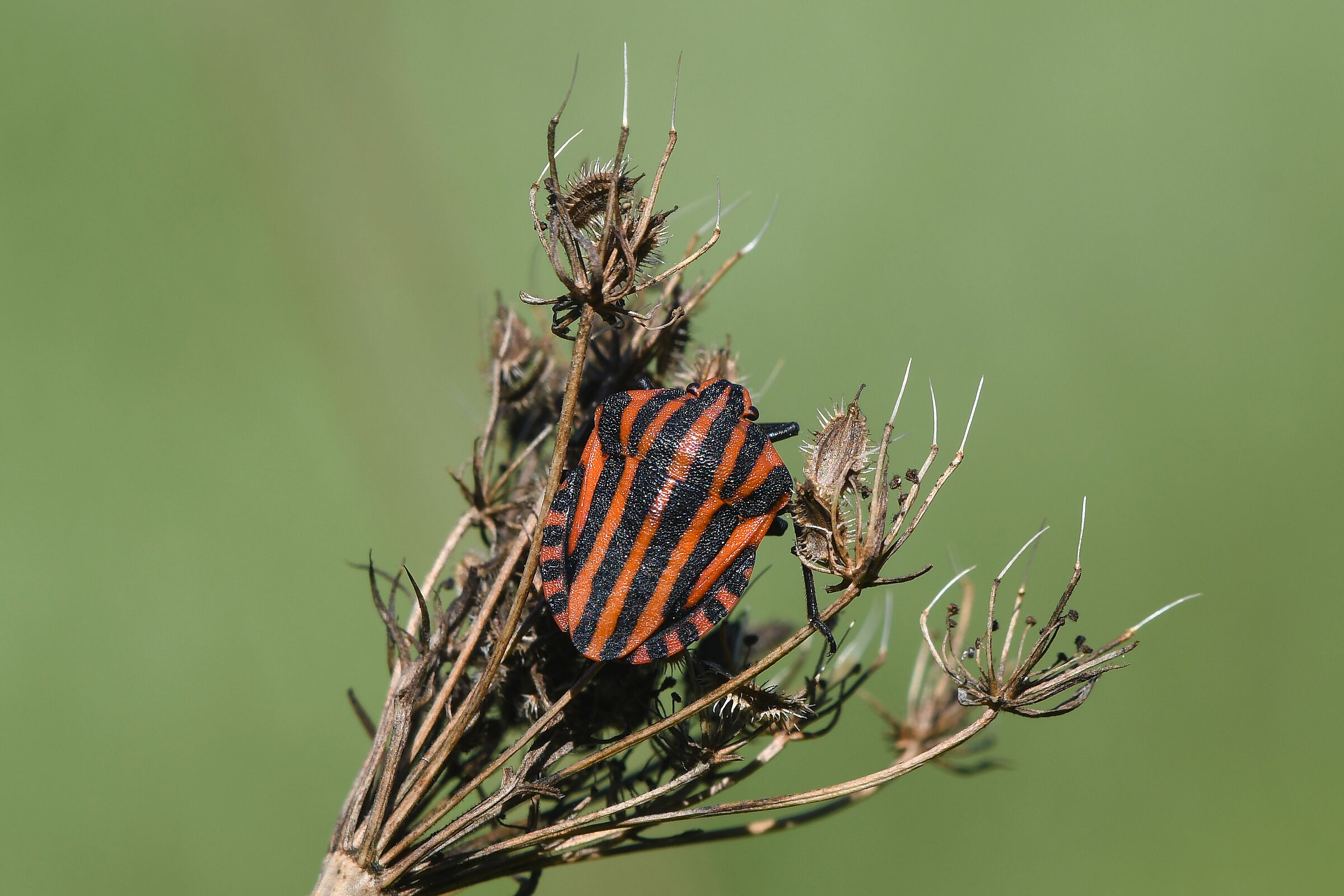 Graphosoma italicum