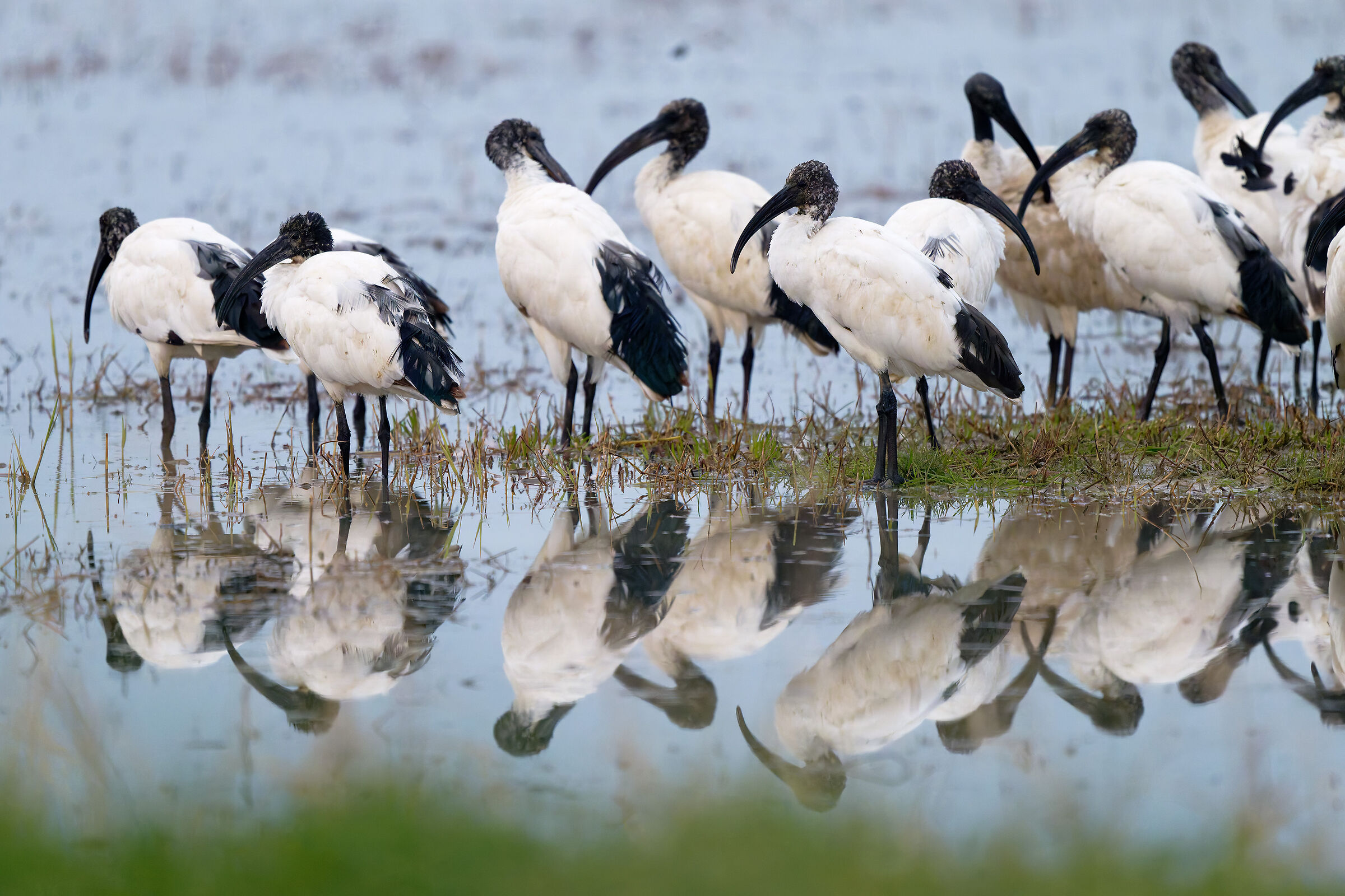 Colony of 18 newly arrived Ibises