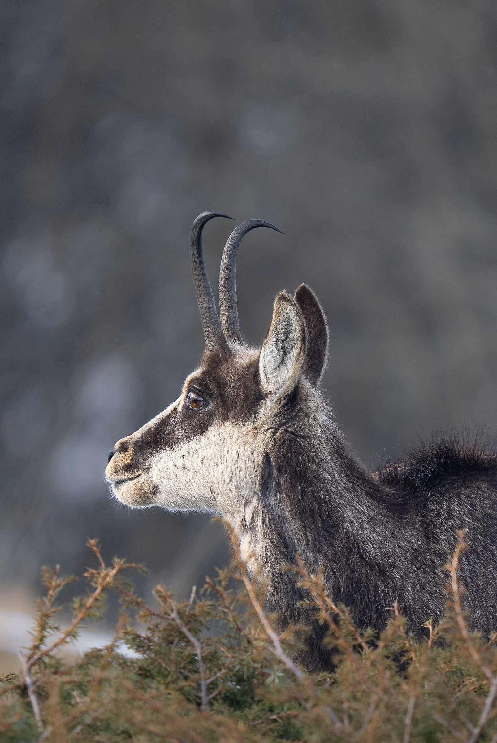 Chamois