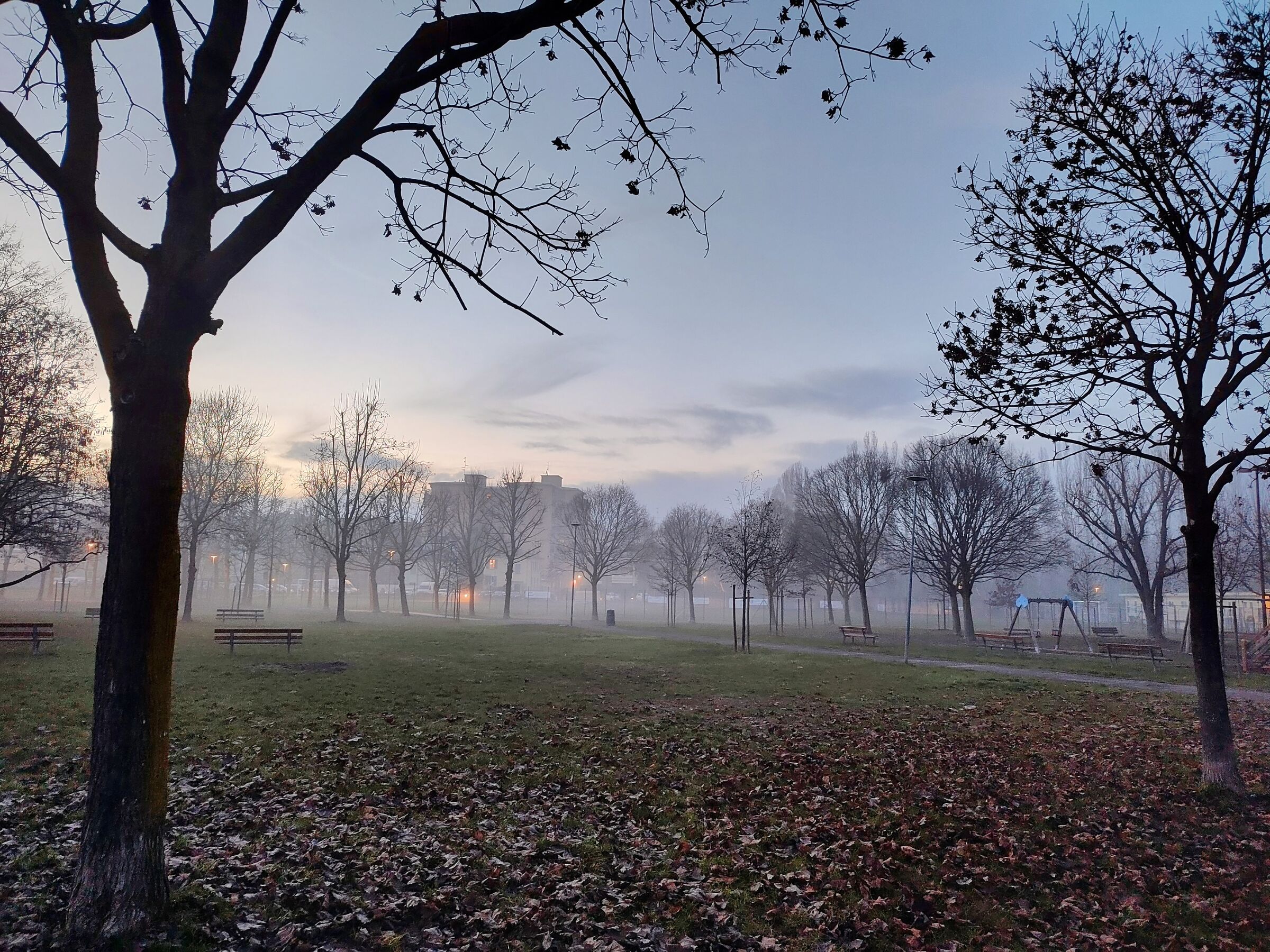 Fog at the park