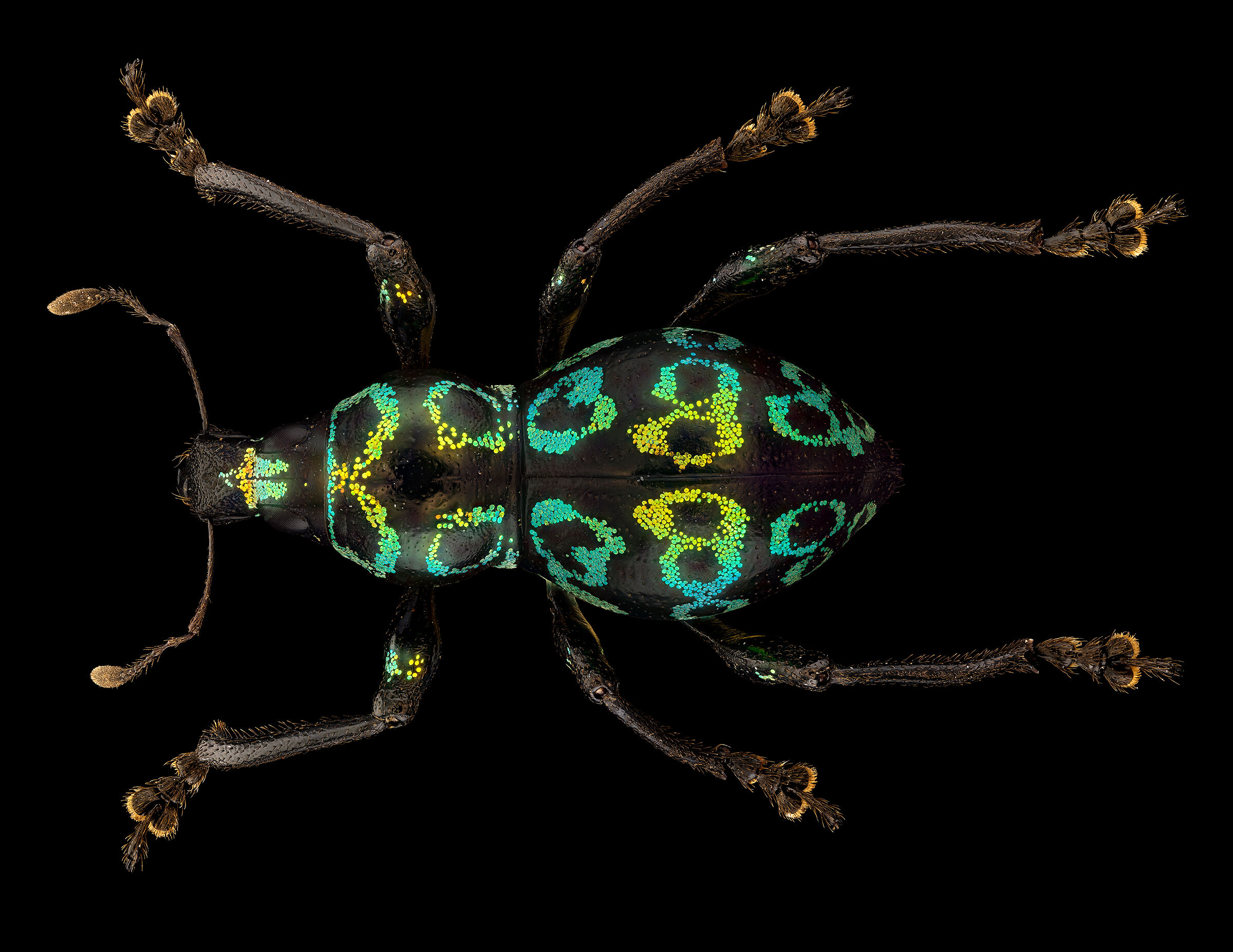 Metapocyrtus proteus