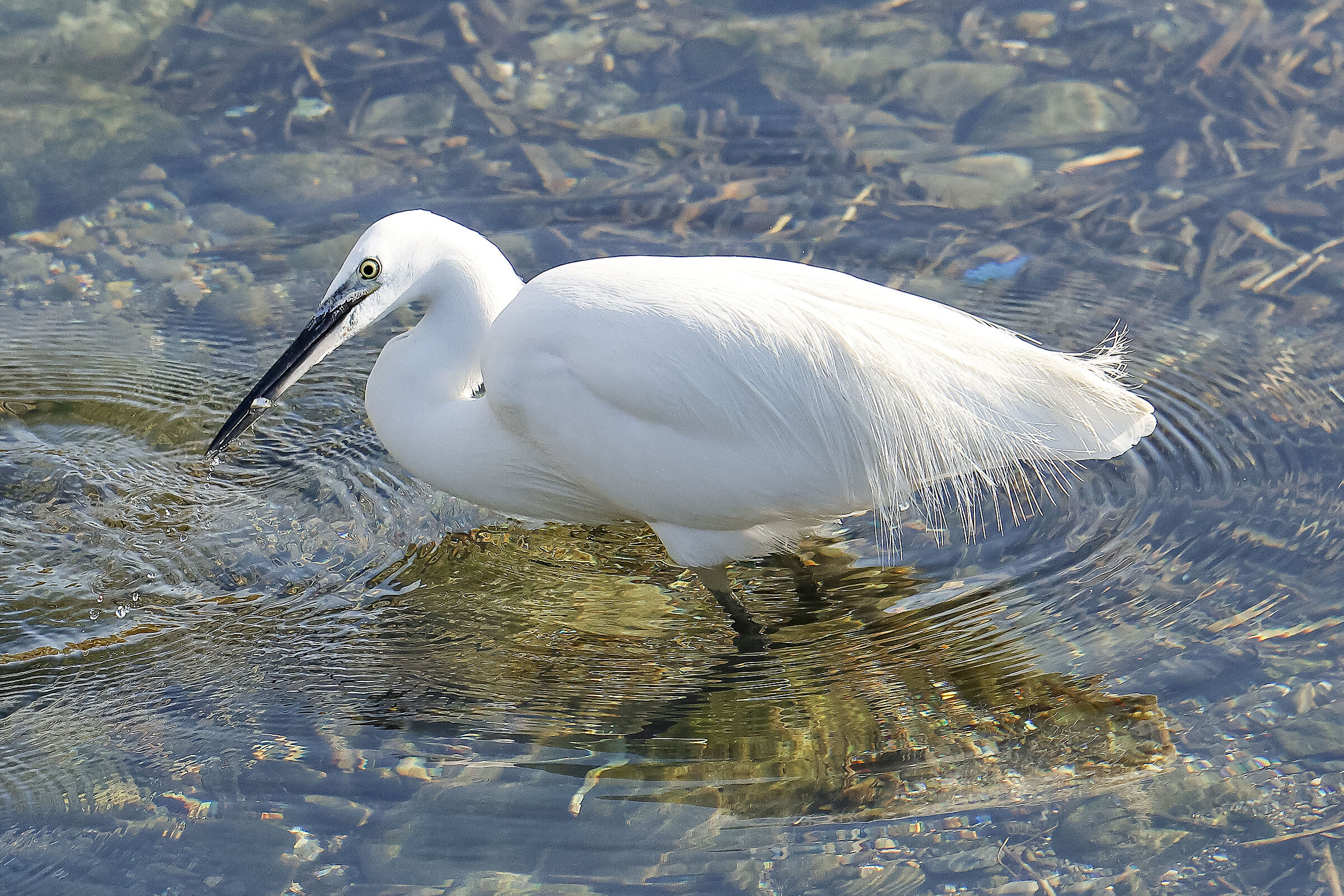Garzetta con pesciolino.