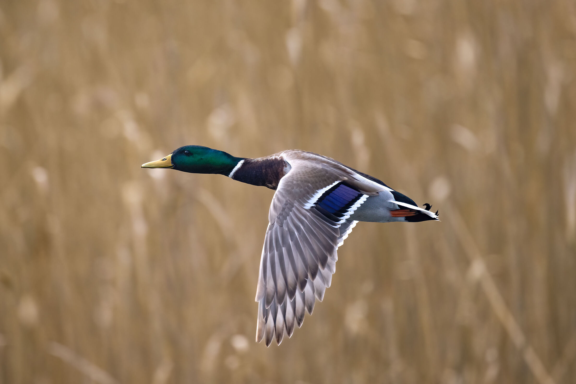 Mallard
