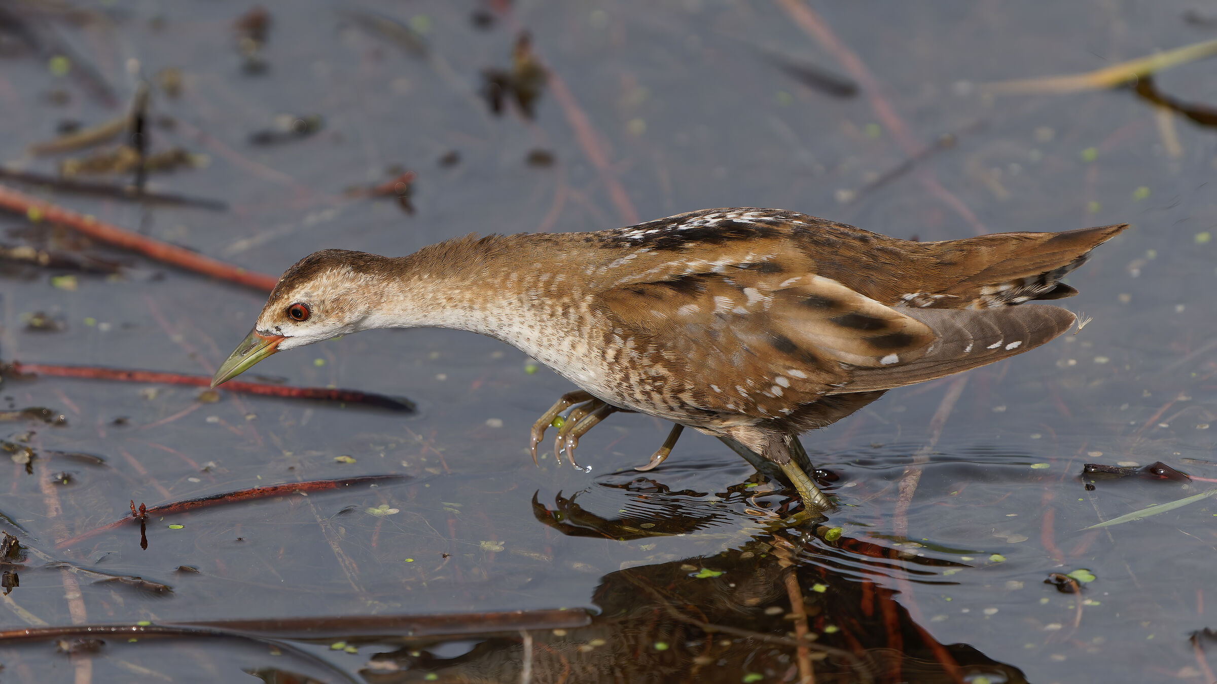 Little crake