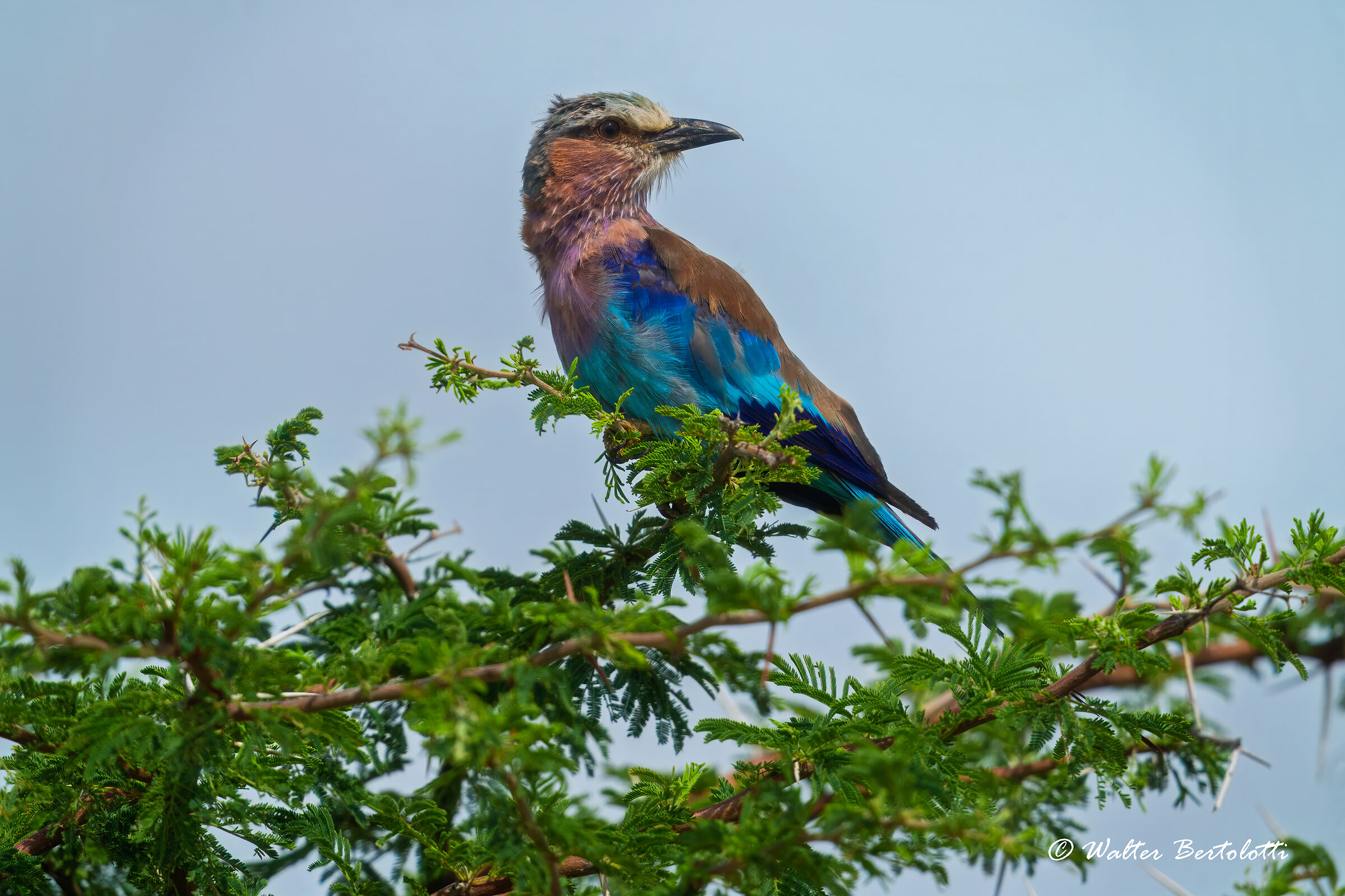 in osservazione per la caccia