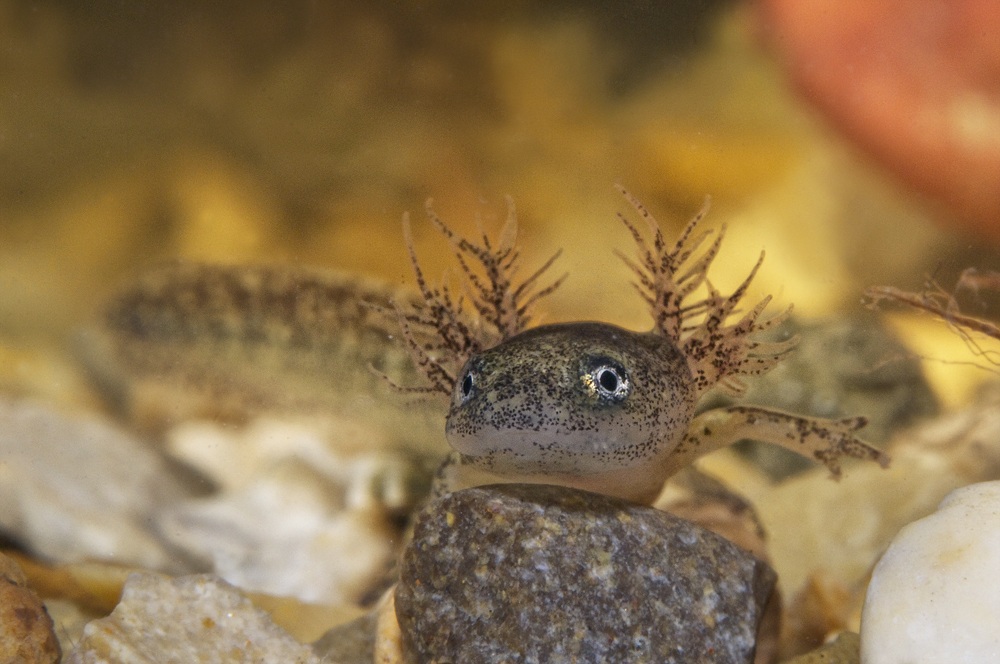 larva of newt