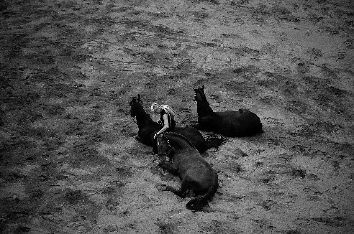 The horses listen to music like the knights