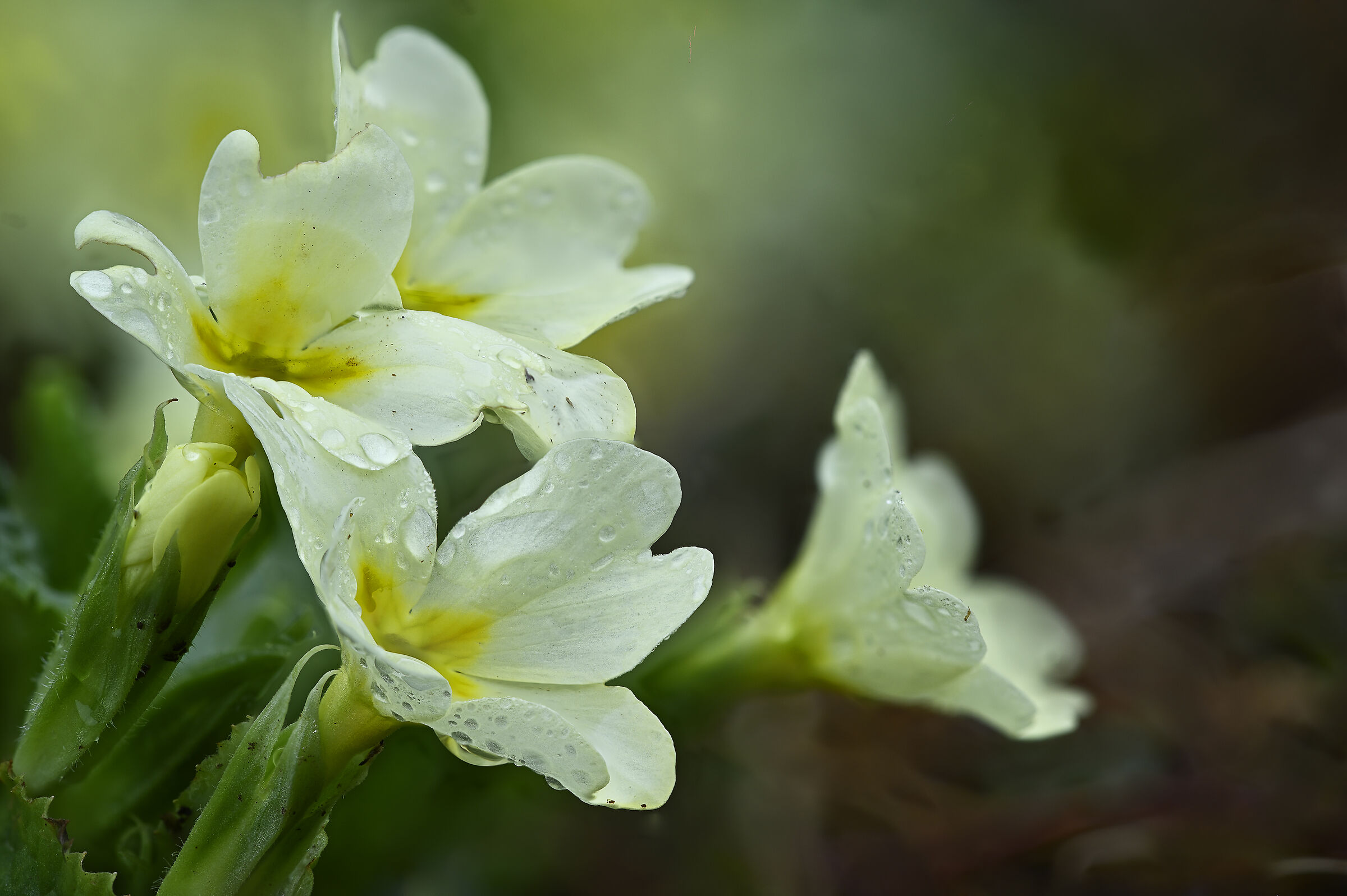 First the primroses...