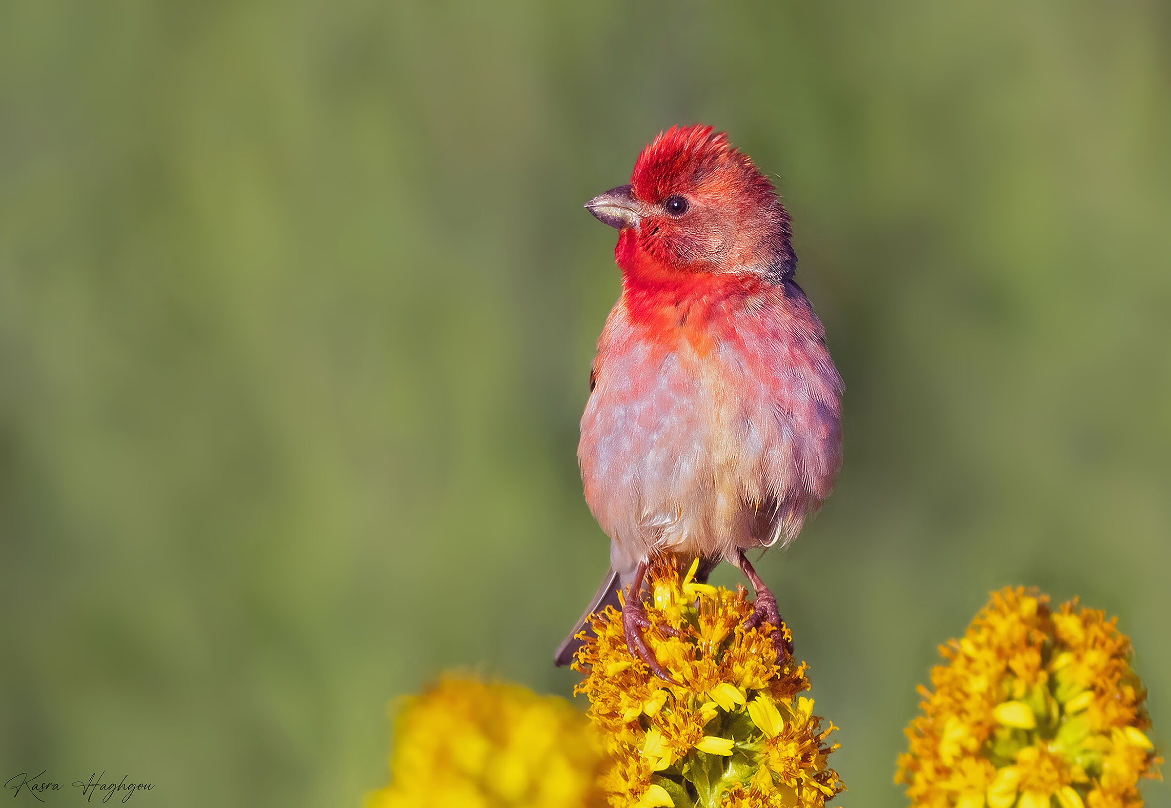 Carpodacus erythrinus