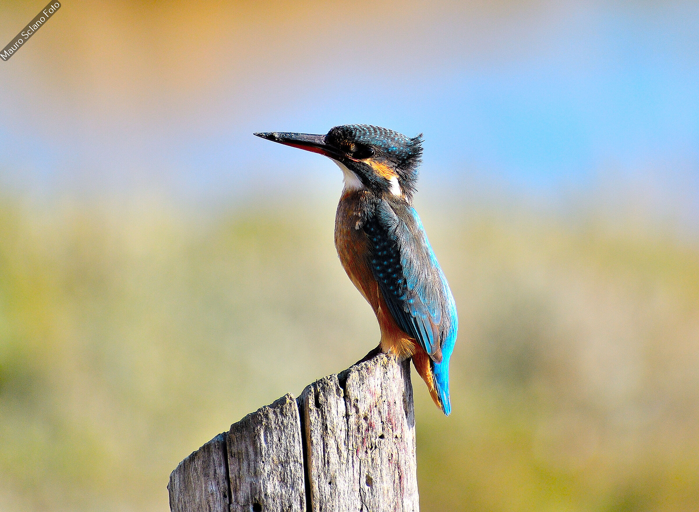 Kingfisher