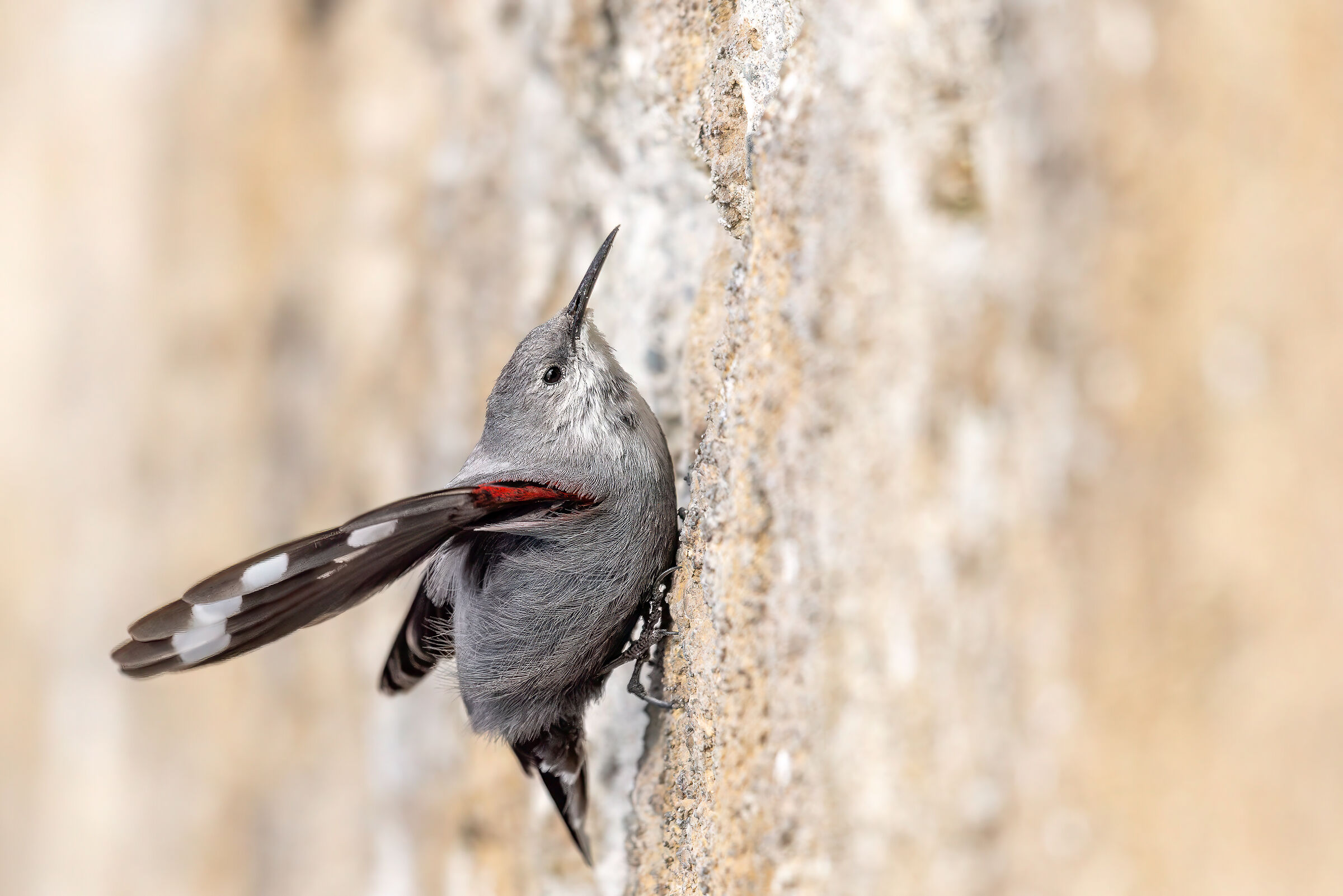Picchio muraiolo  Tichodroma muraria