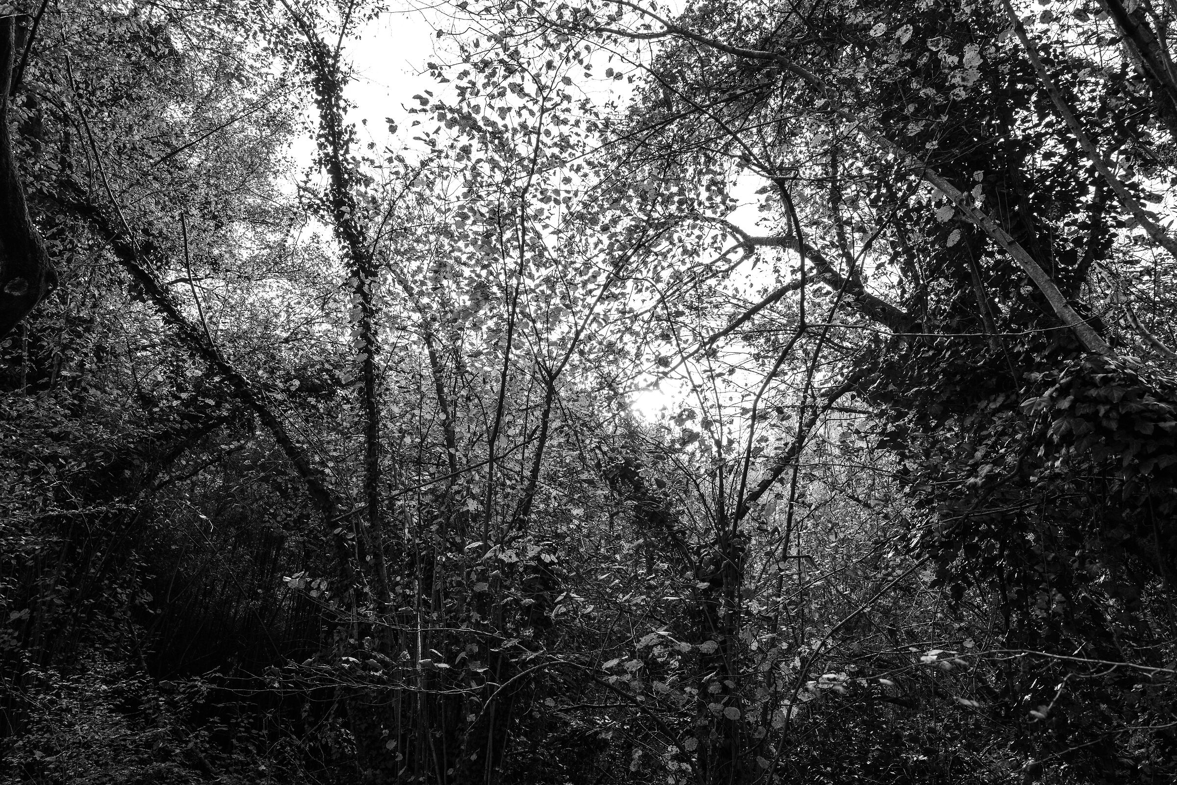 Vegetation along the Adda