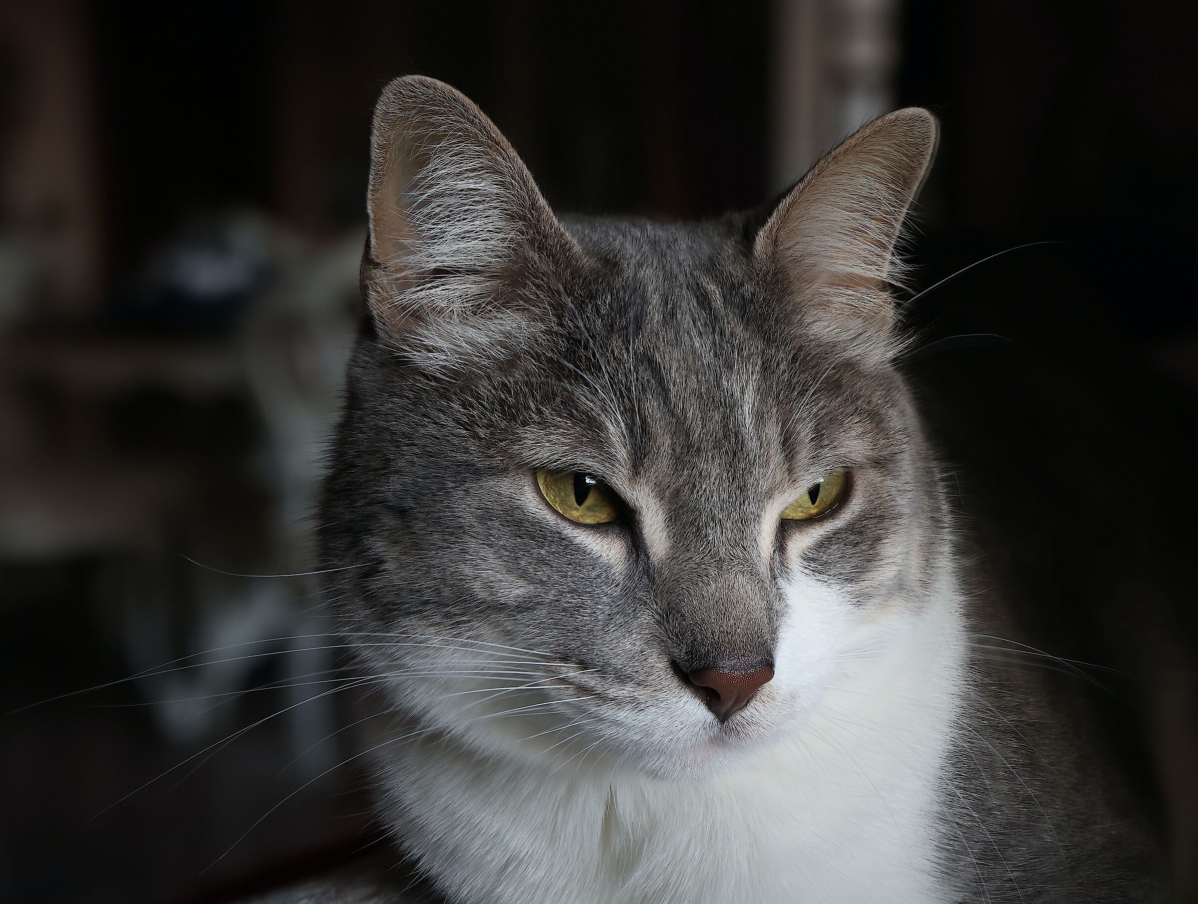 Romeo 1