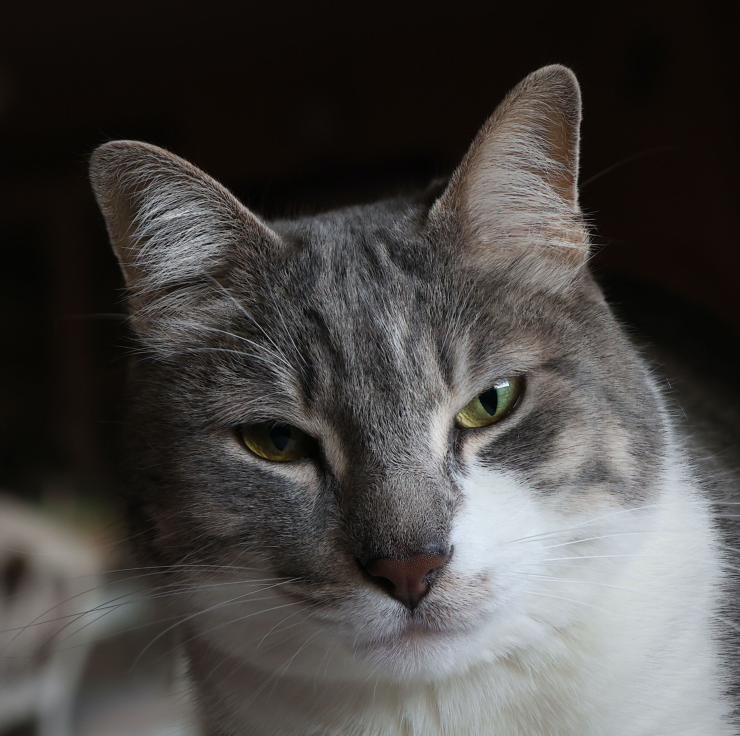 Romeo 2