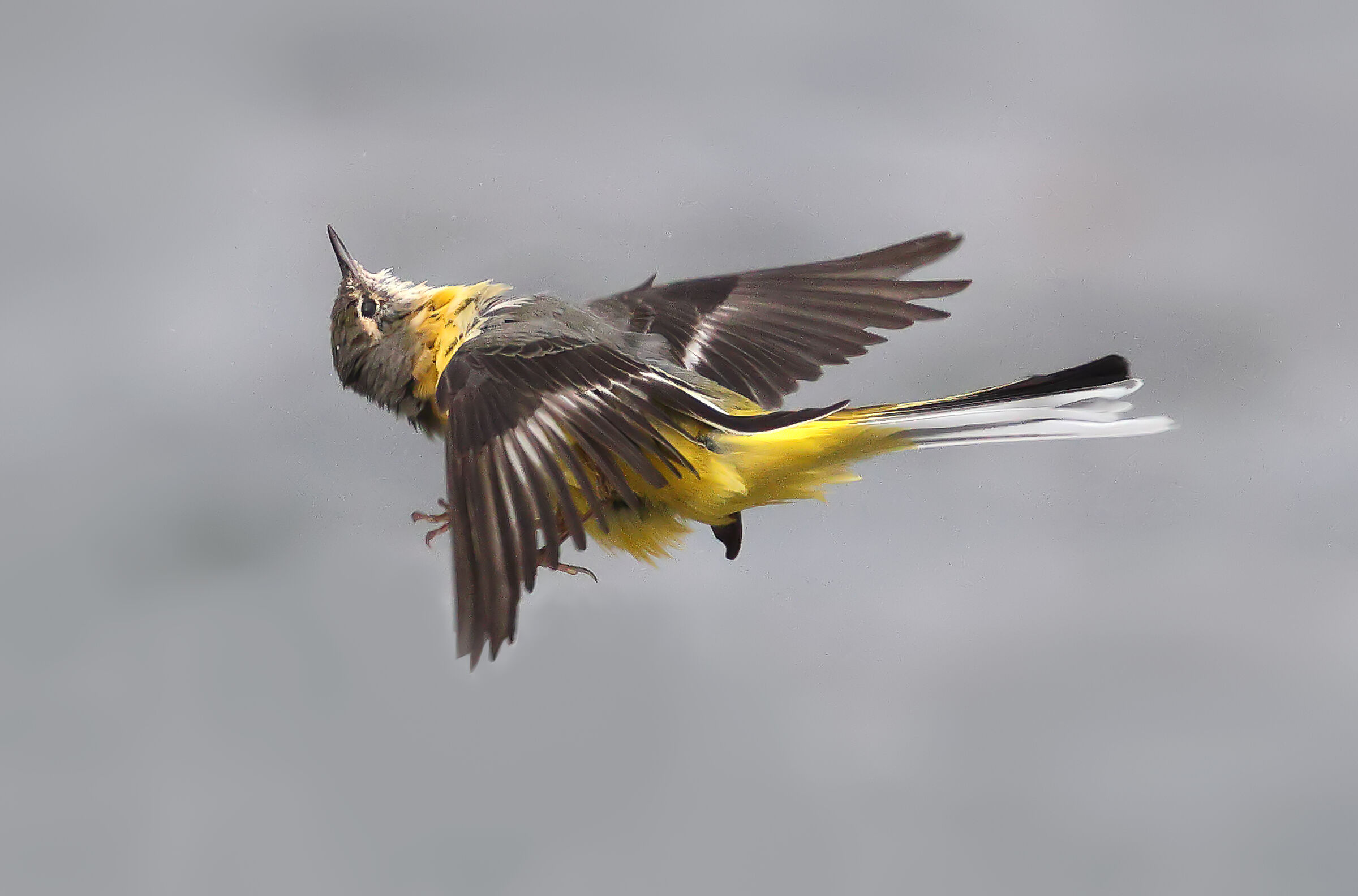 La ballerina gialla capottata