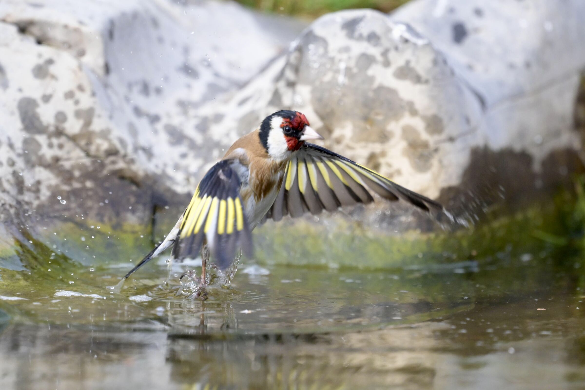 The detachment of the Goldfinch