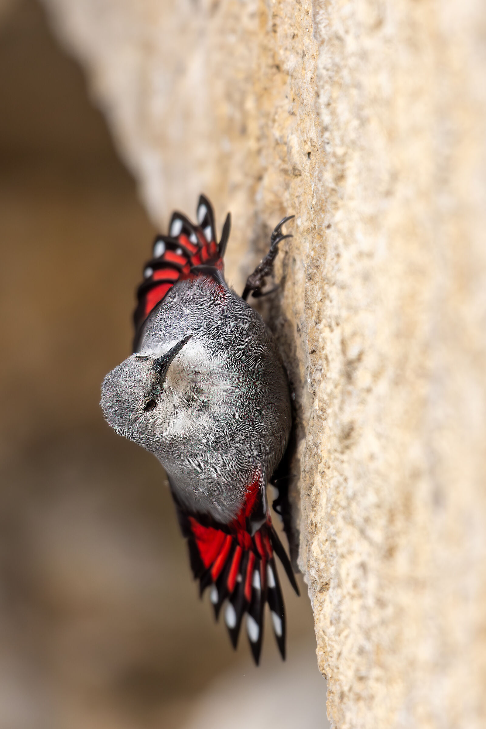 Picchio muraiolo Tichodroma muraria