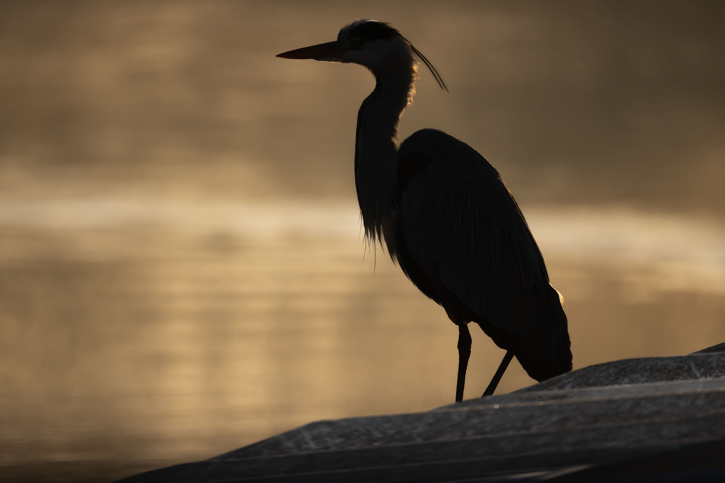 Heron in backlight