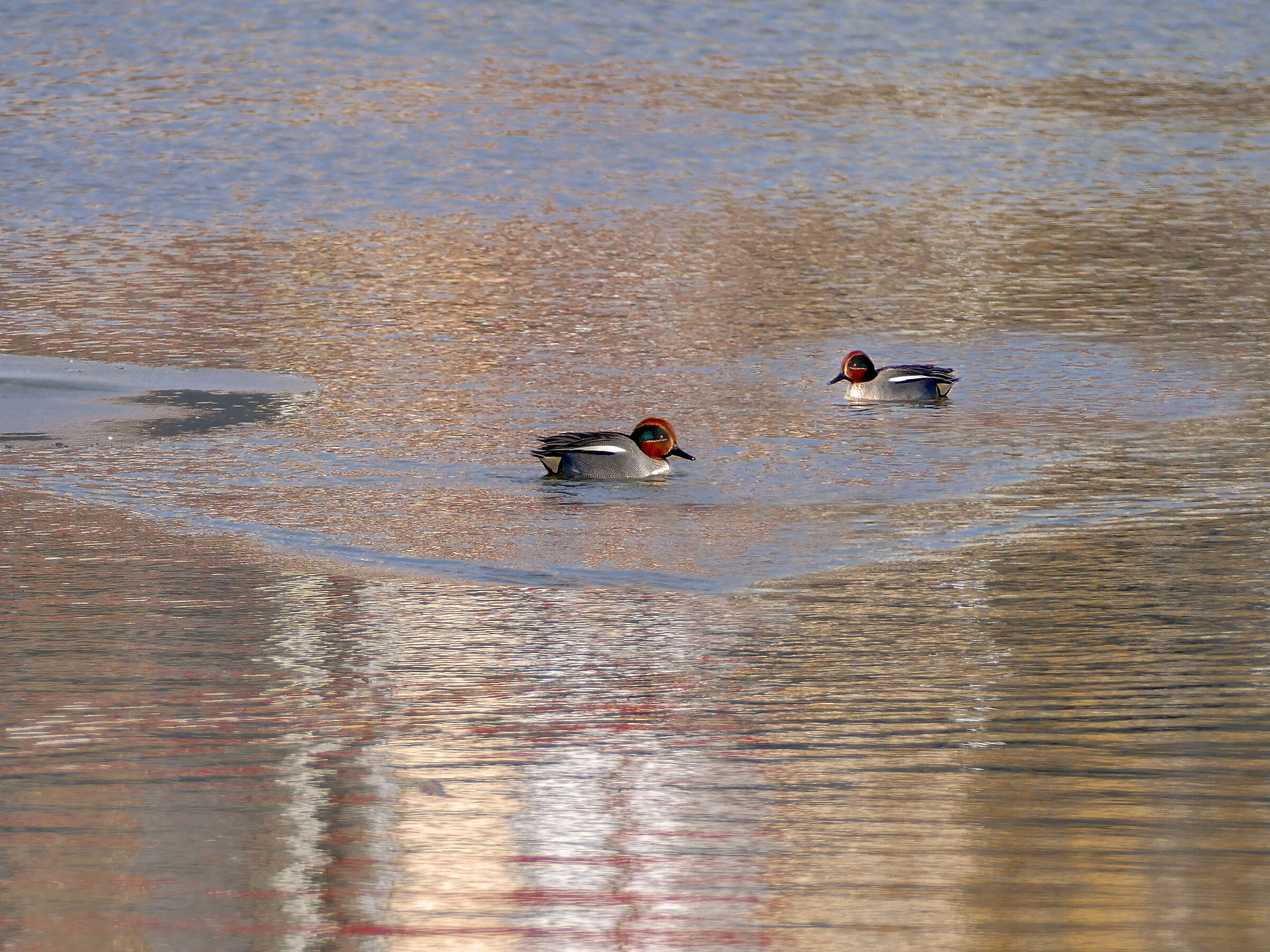 Cyraneczka (Anas crecca)