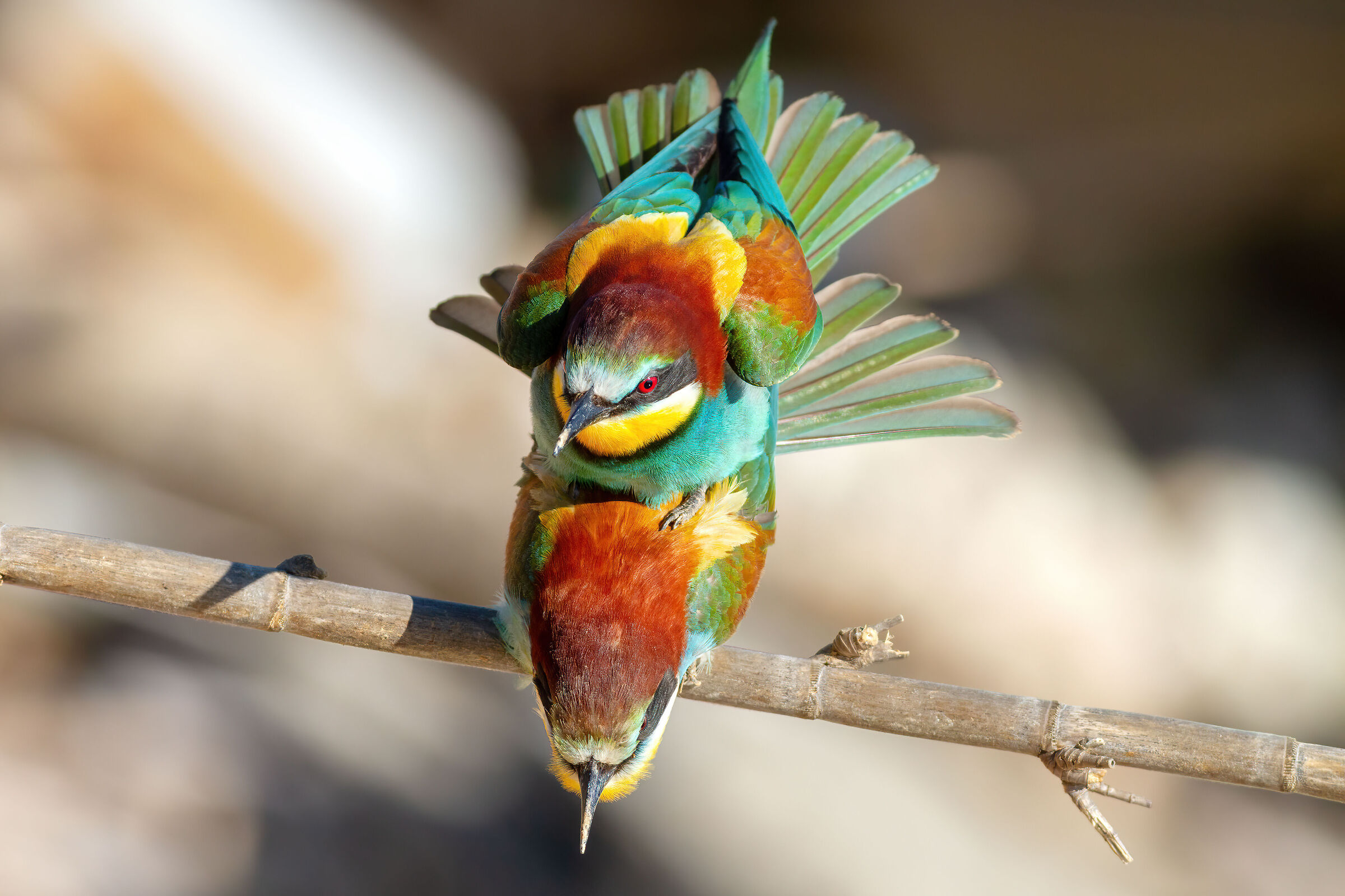 Bee-eaters in love...