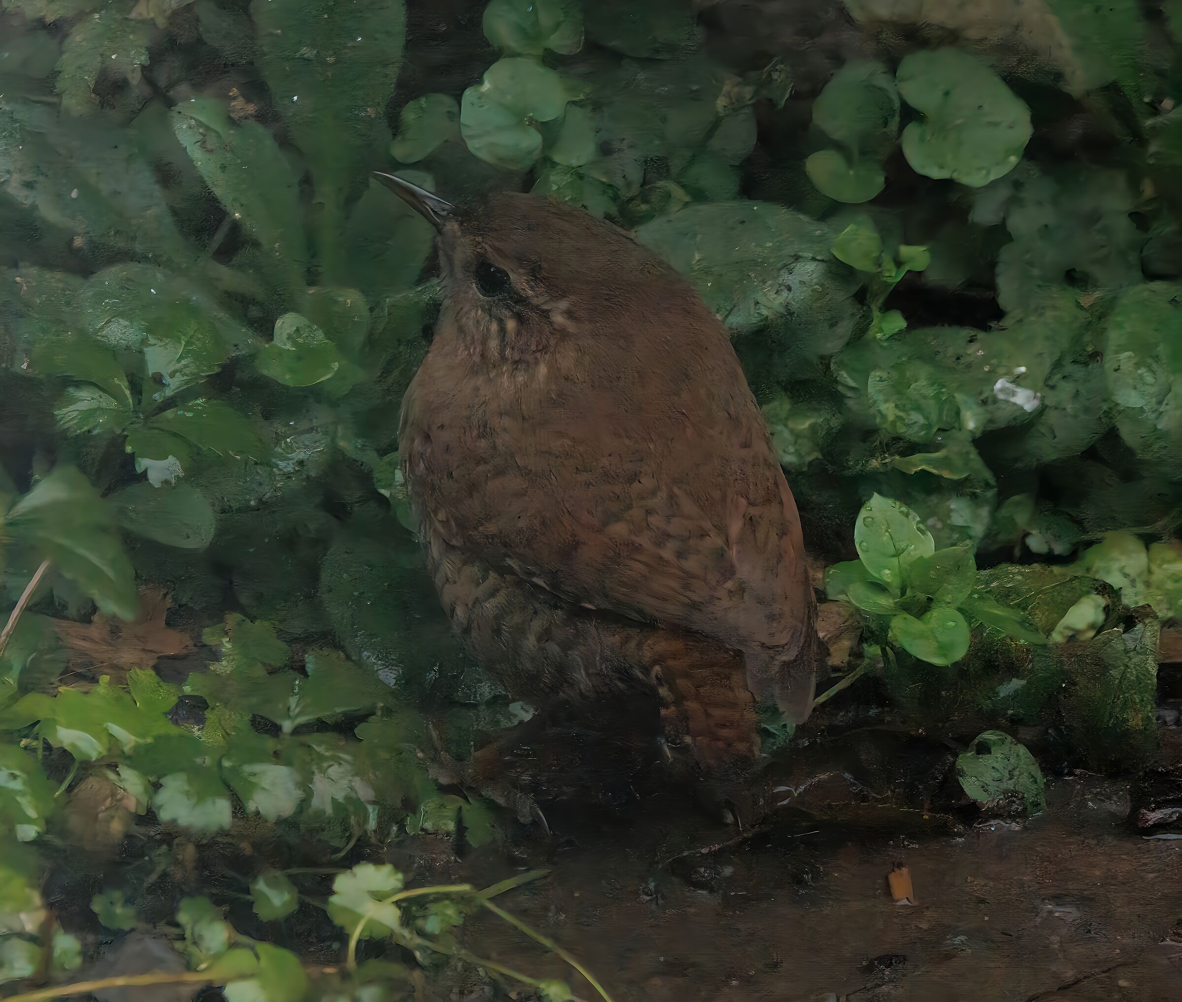 Scricciolo nel mio giardino Cesano M. MB 20/01/2025