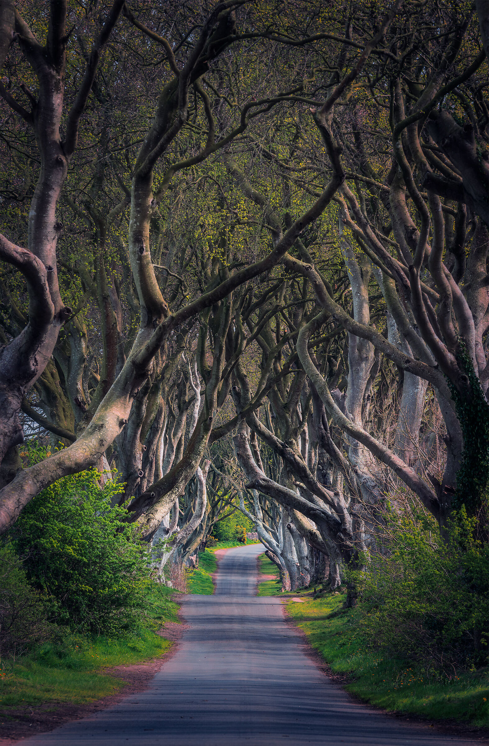 The Dark Hedges - Northern Ireland