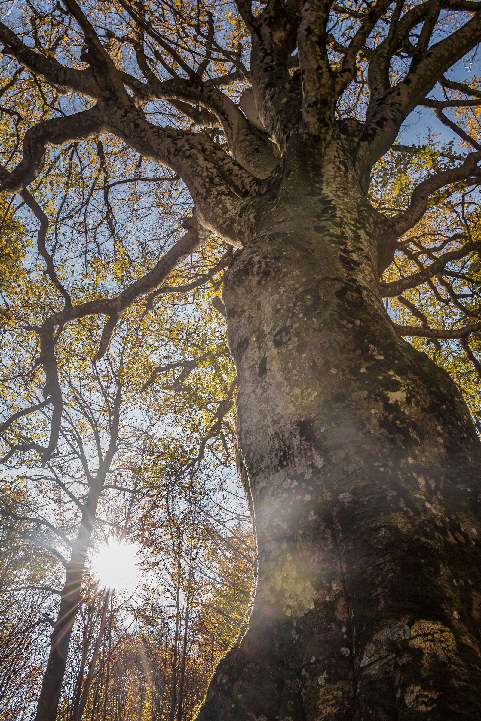 Backlight in the forest