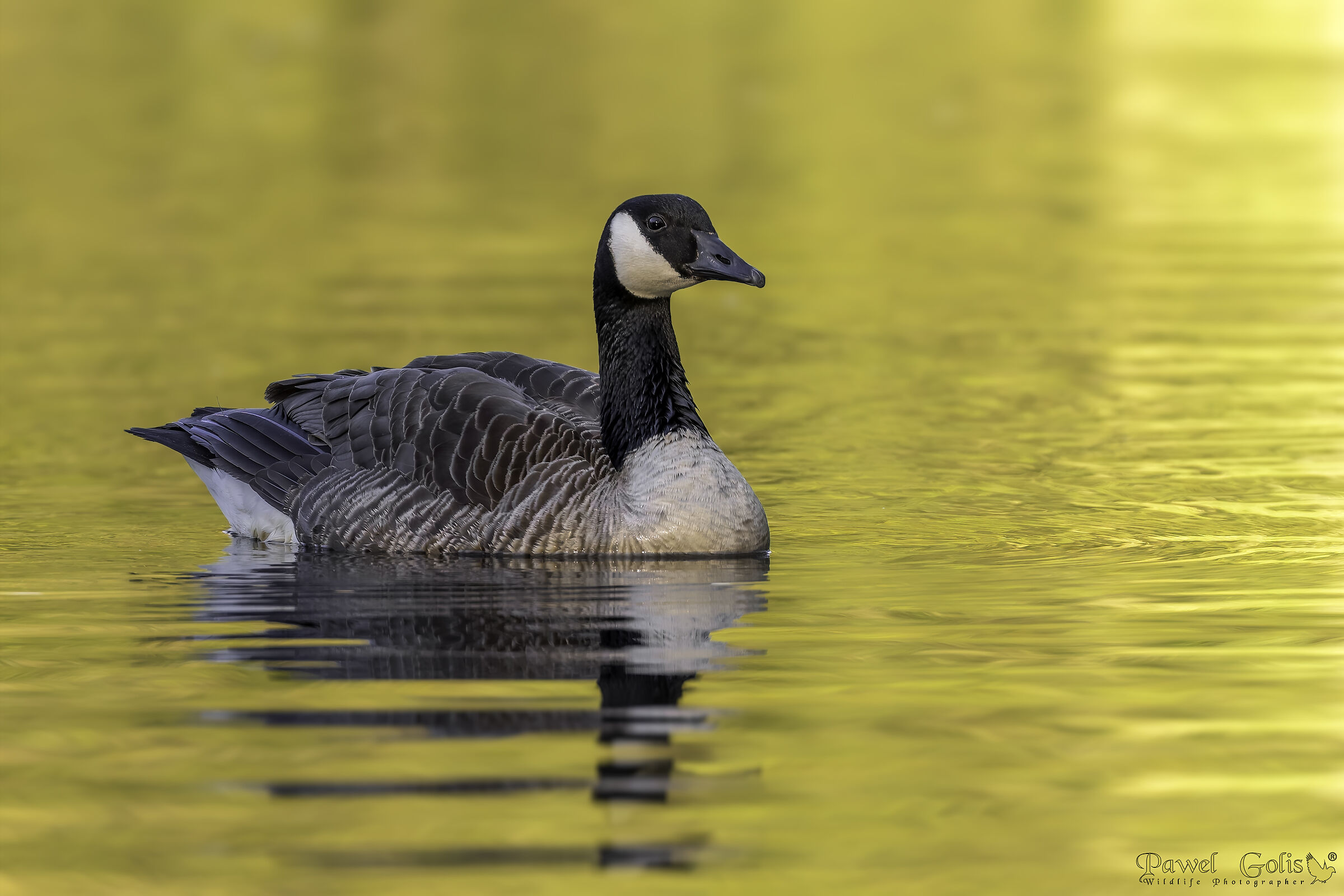 Canada goose (Branta canadensis)