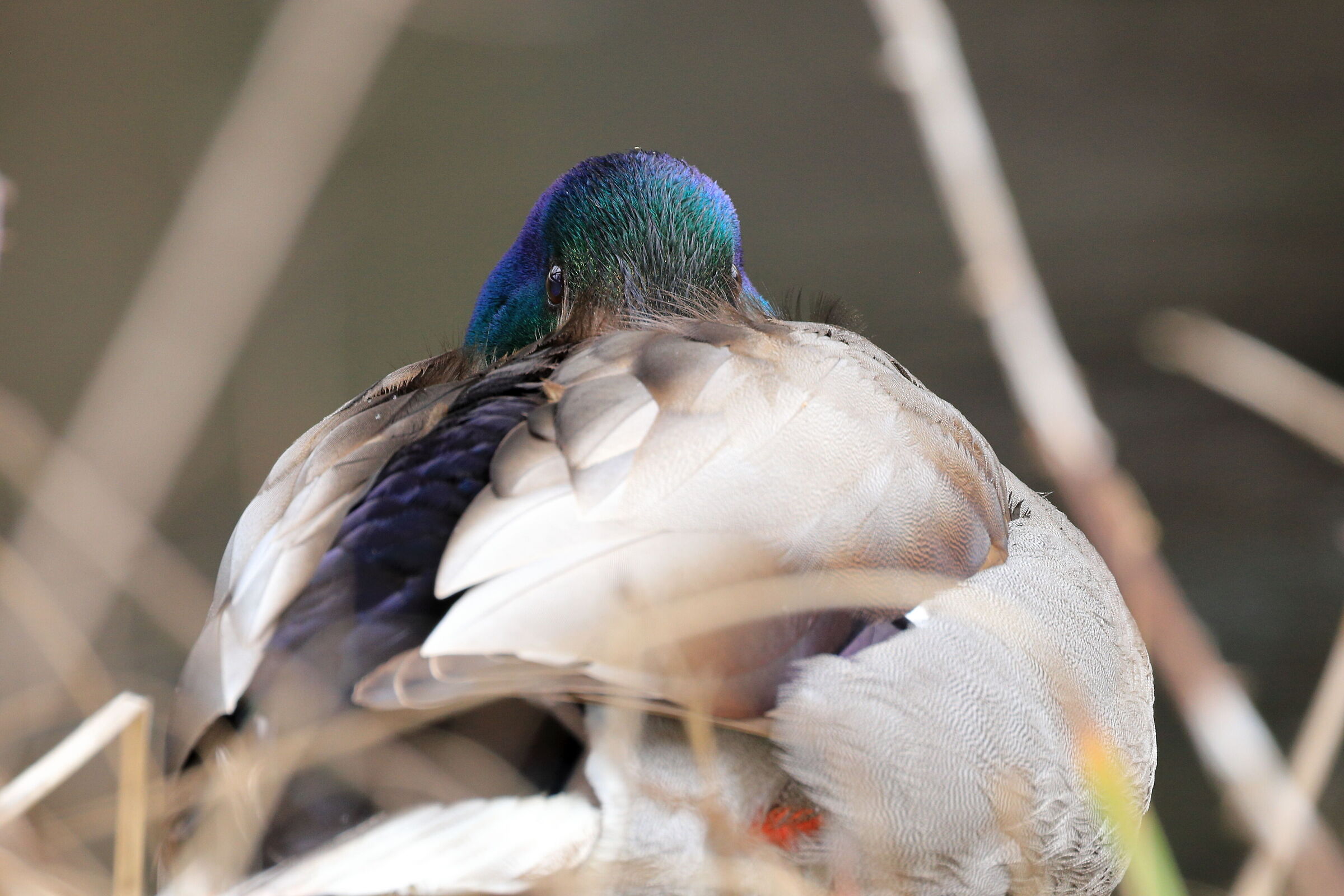 Mallard