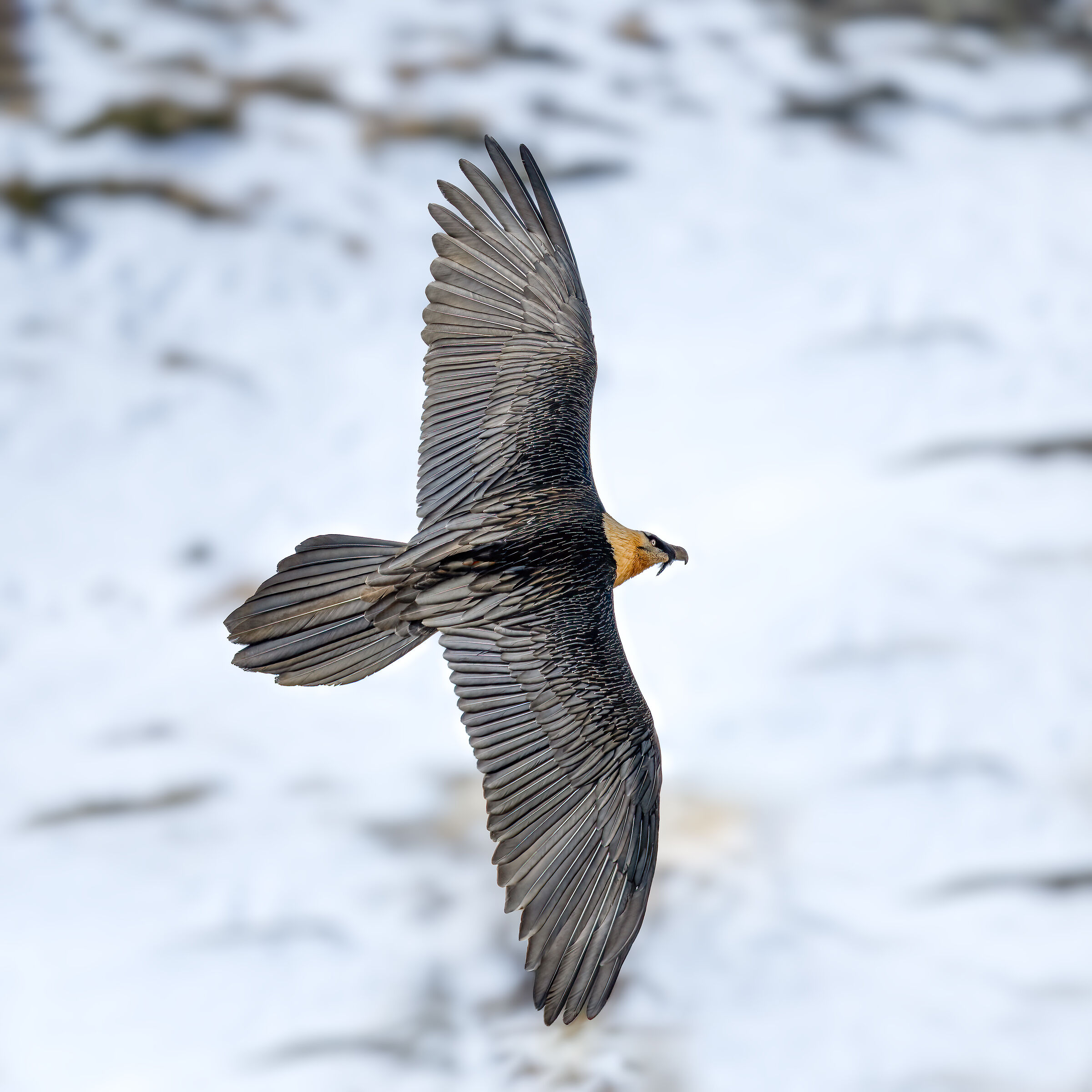 Gypaetus barbatus - Gran Paradiso National Park