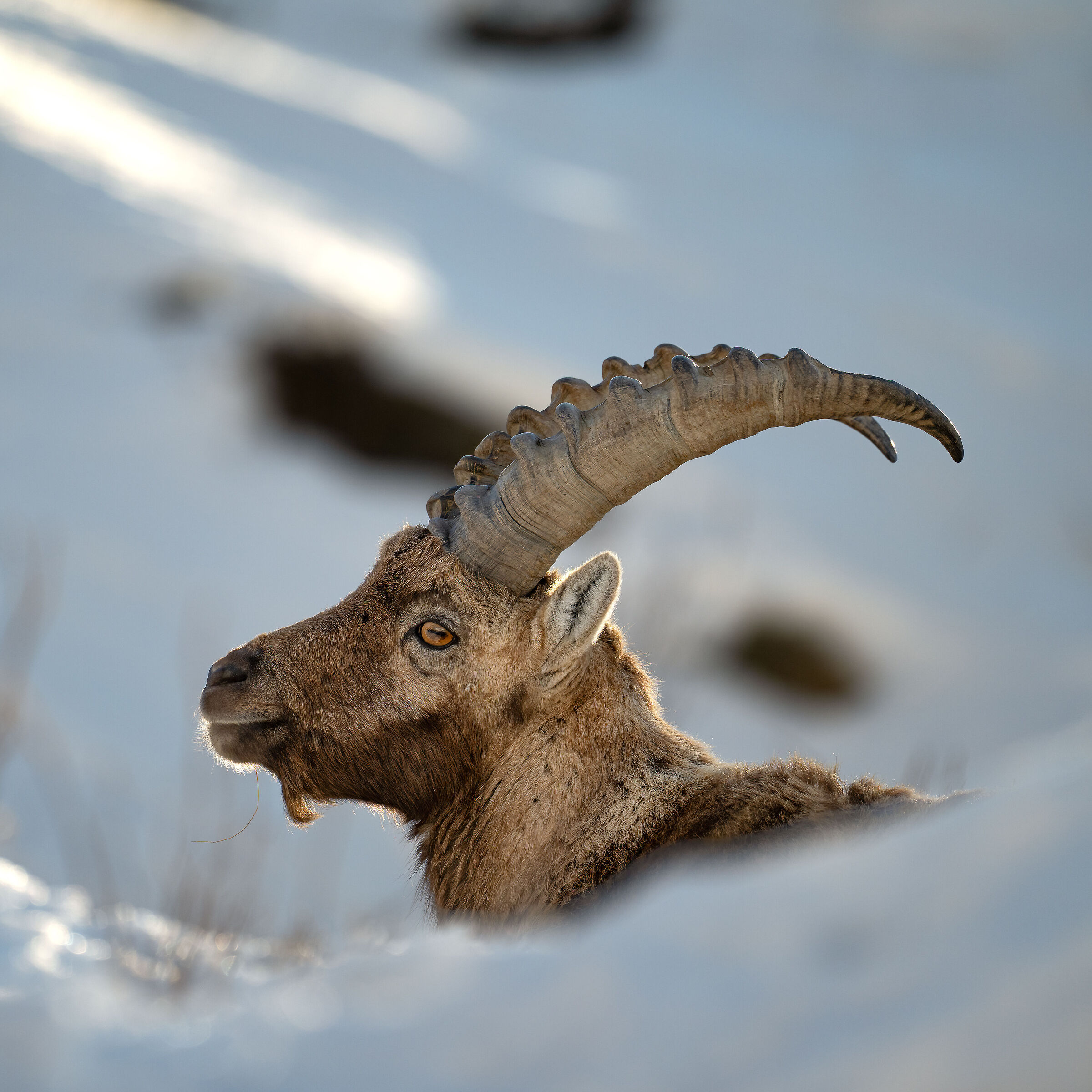 Ibex - Gran Paradiso National Park