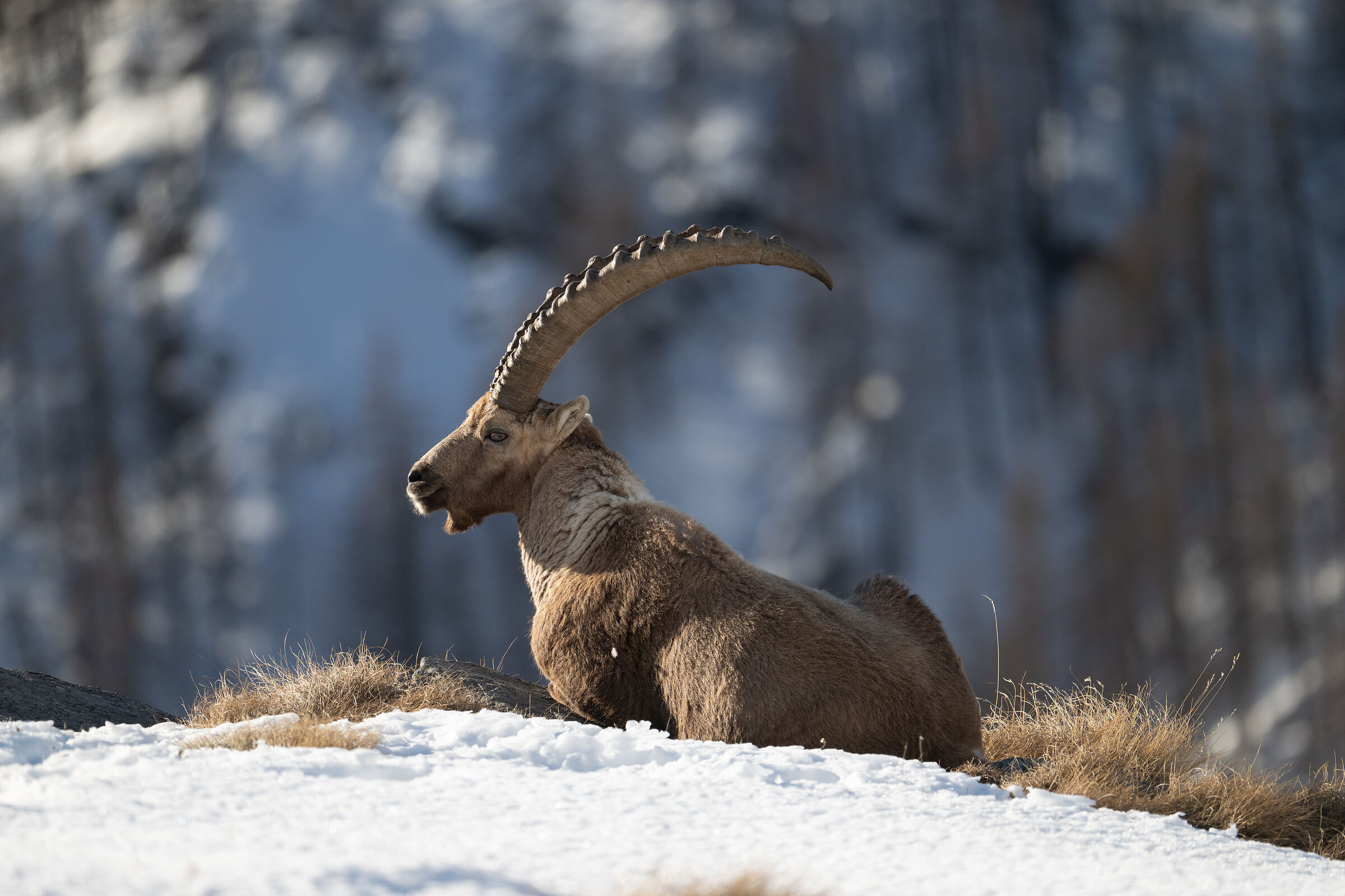 Ibex - Gran Paradiso National Park
