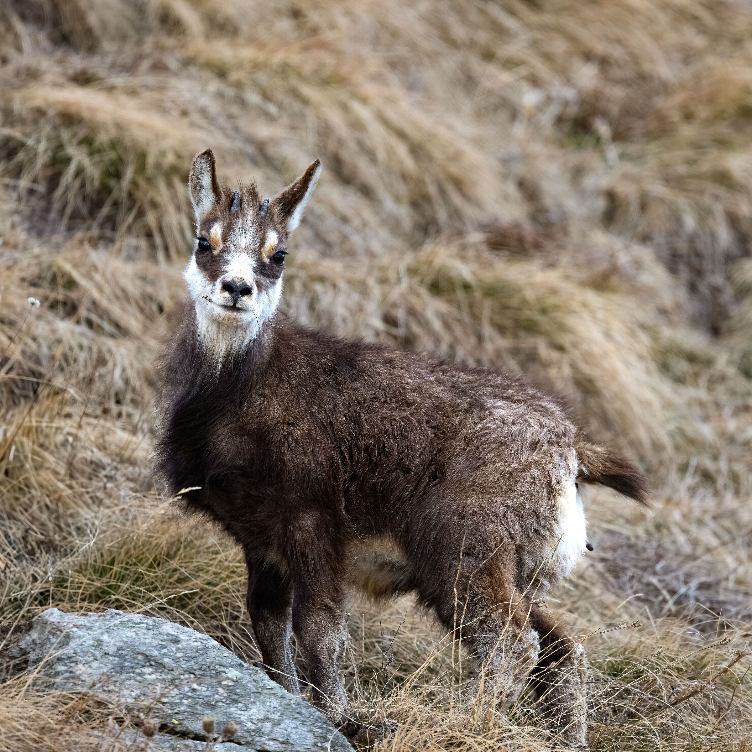 Chamois - Gran Paradiso National Park