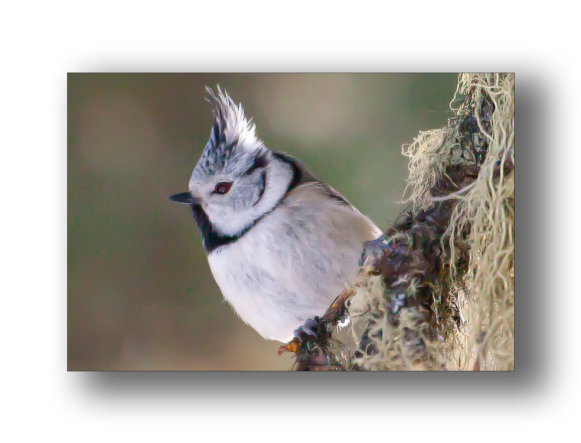 Val Roseg.  Svizzera